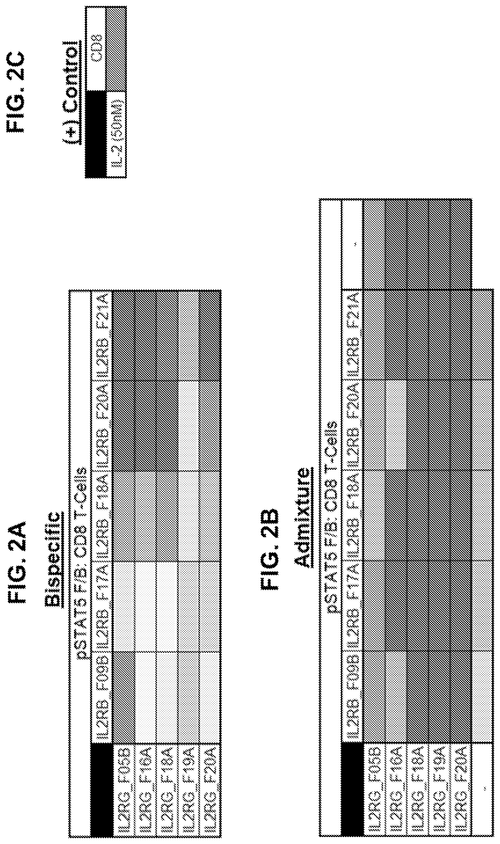 Patent US12590163 Figure 2 – Agonistic anti-IL-2R antibodies and methods of use