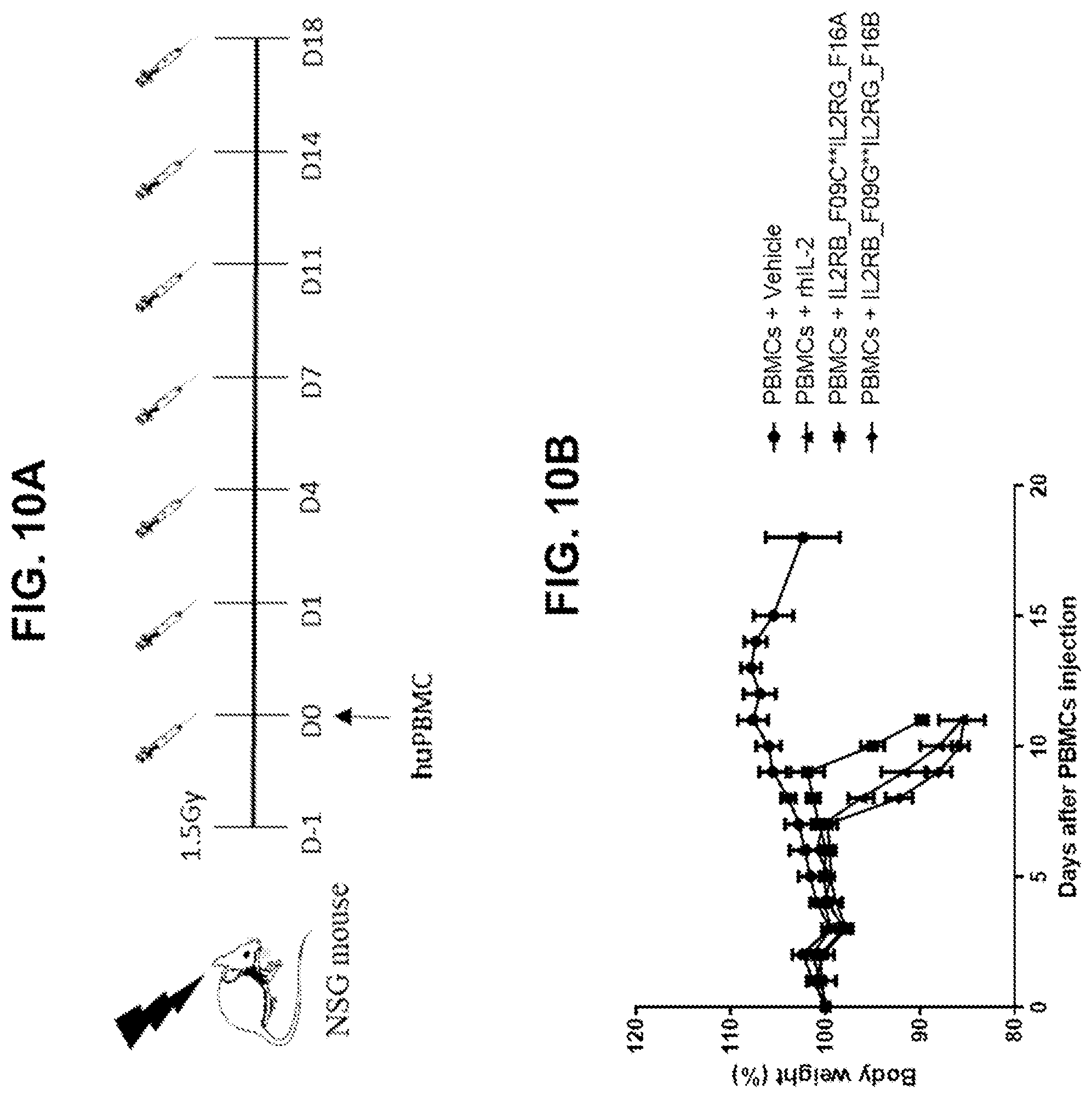 Patent US12590163 Figure 17 – Agonistic anti-IL-2R antibodies and methods of use