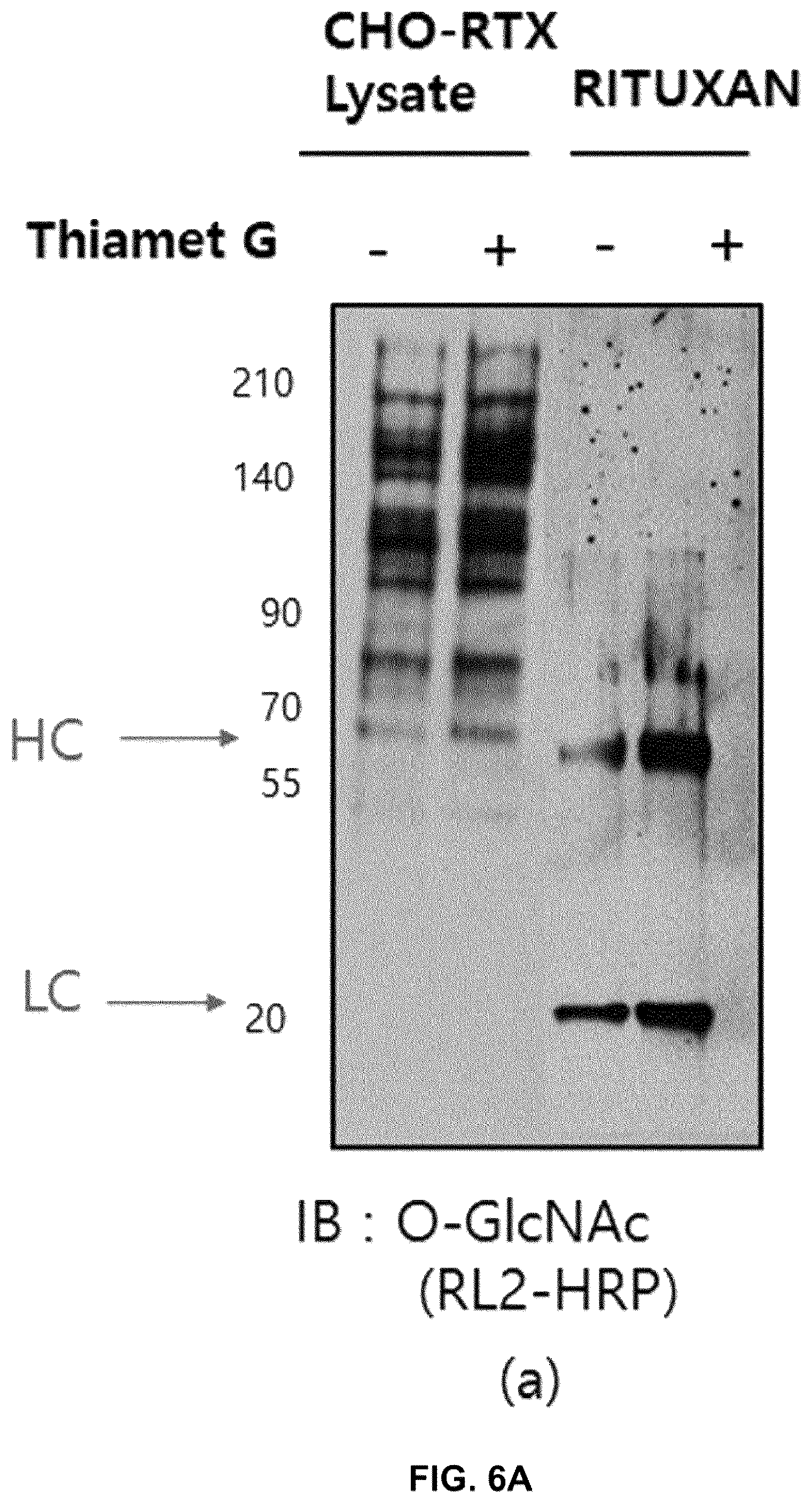 Patent US12590164 Figure 6 – Productivity-enhanced antibody and method for producing same