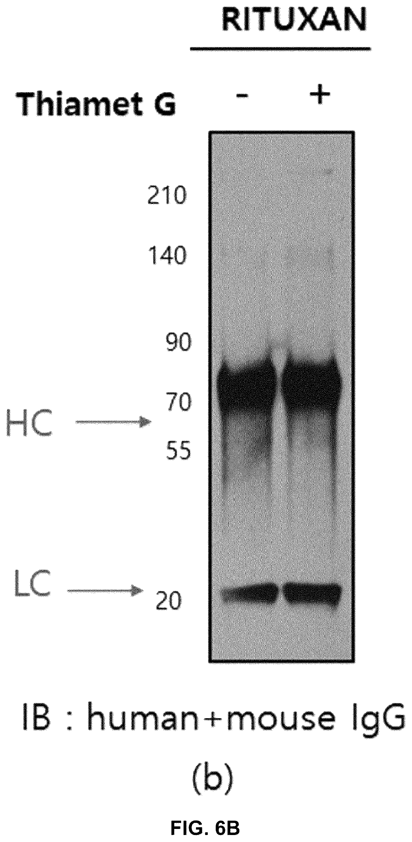 Patent US12590164 Figure 7 – Productivity-enhanced antibody and method for producing same