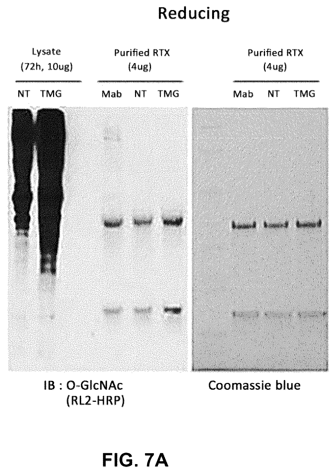 Patent US12590164 Figure 8 – Productivity-enhanced antibody and method for producing same