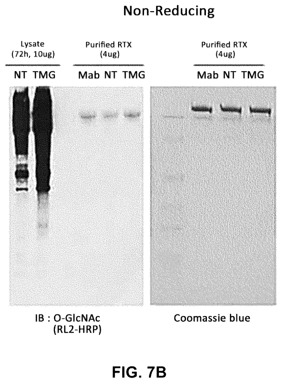 Patent US12590164 Figure 9 – Productivity-enhanced antibody and method for producing same