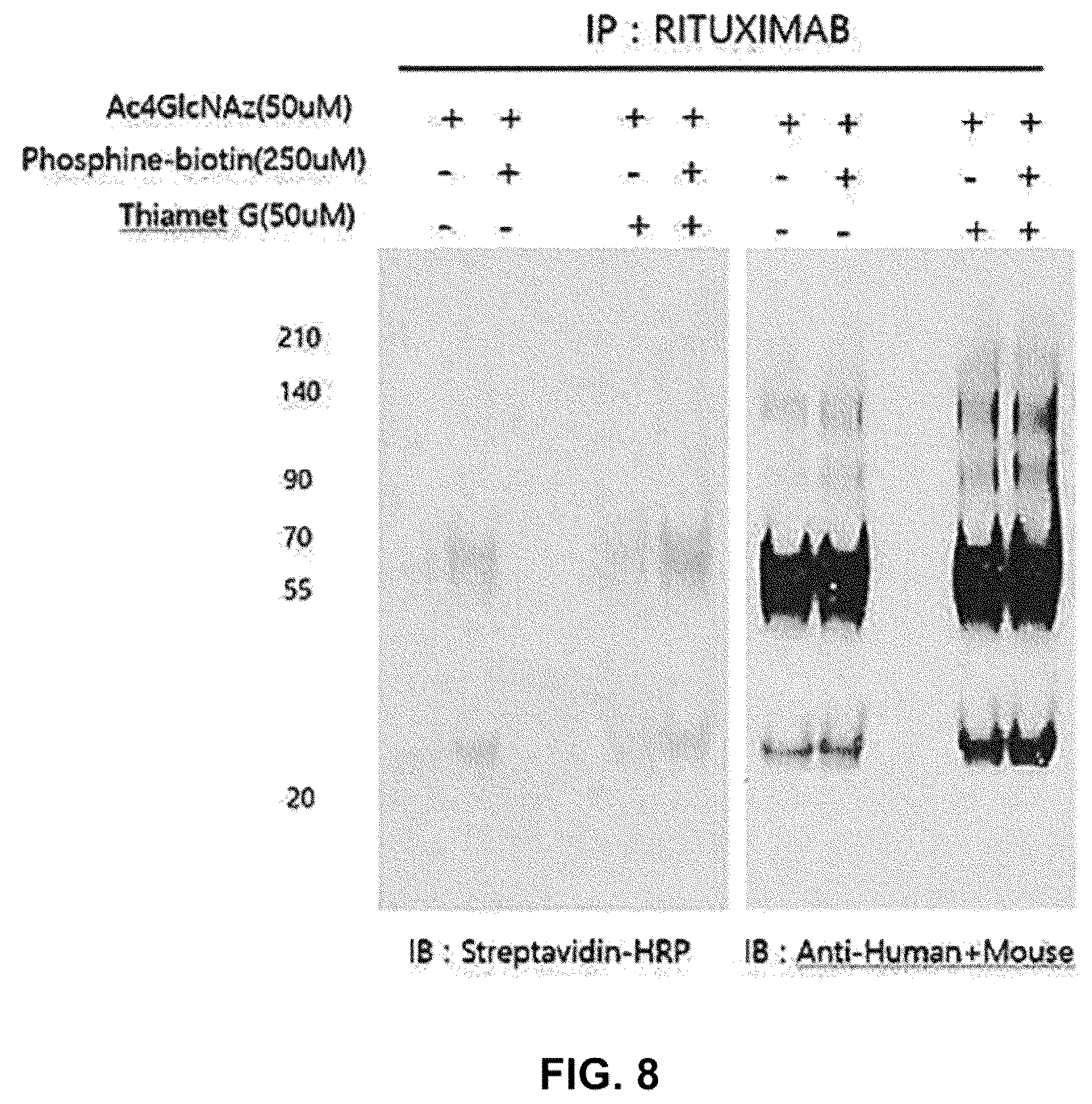 Patent US12590164 Figure 10 – Productivity-enhanced antibody and method for producing same