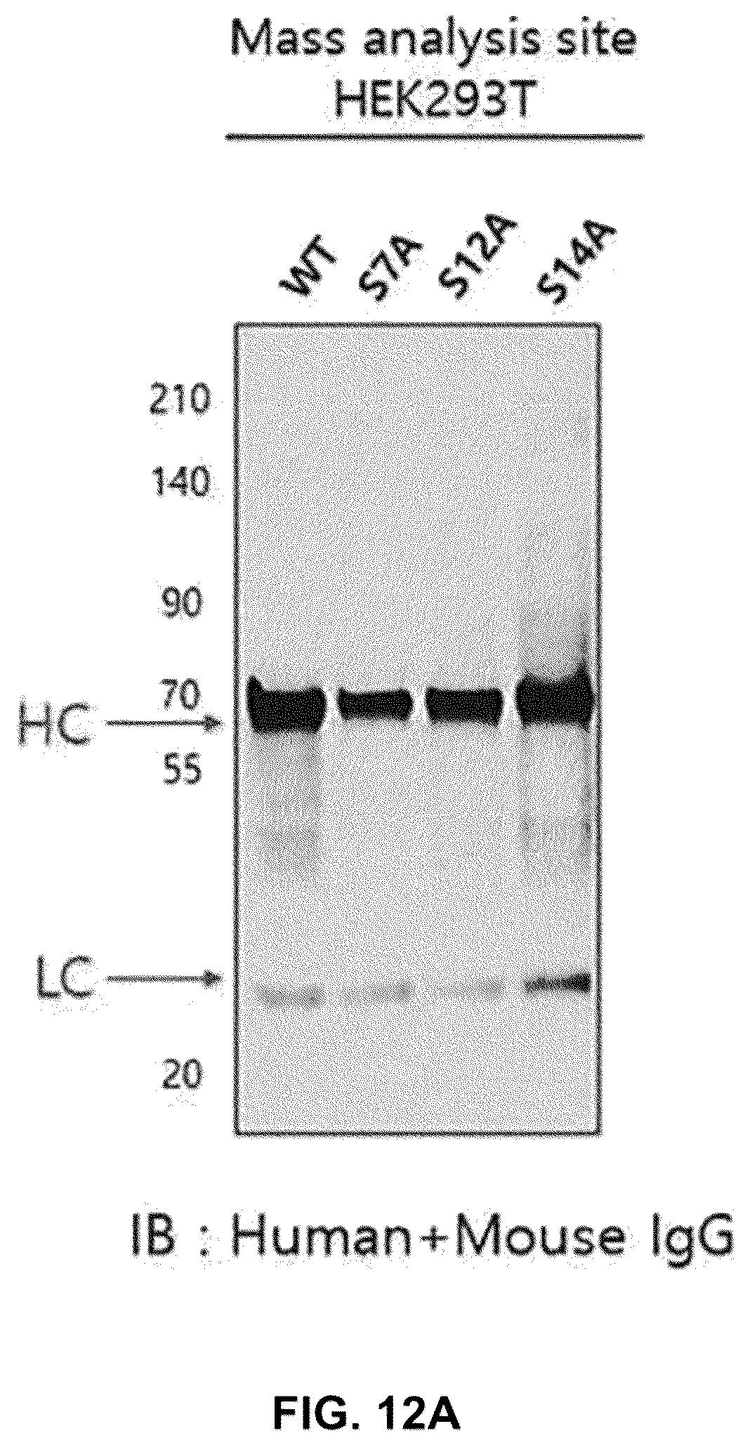 Patent US12590164 Figure 13 – Productivity-enhanced antibody and method for producing same