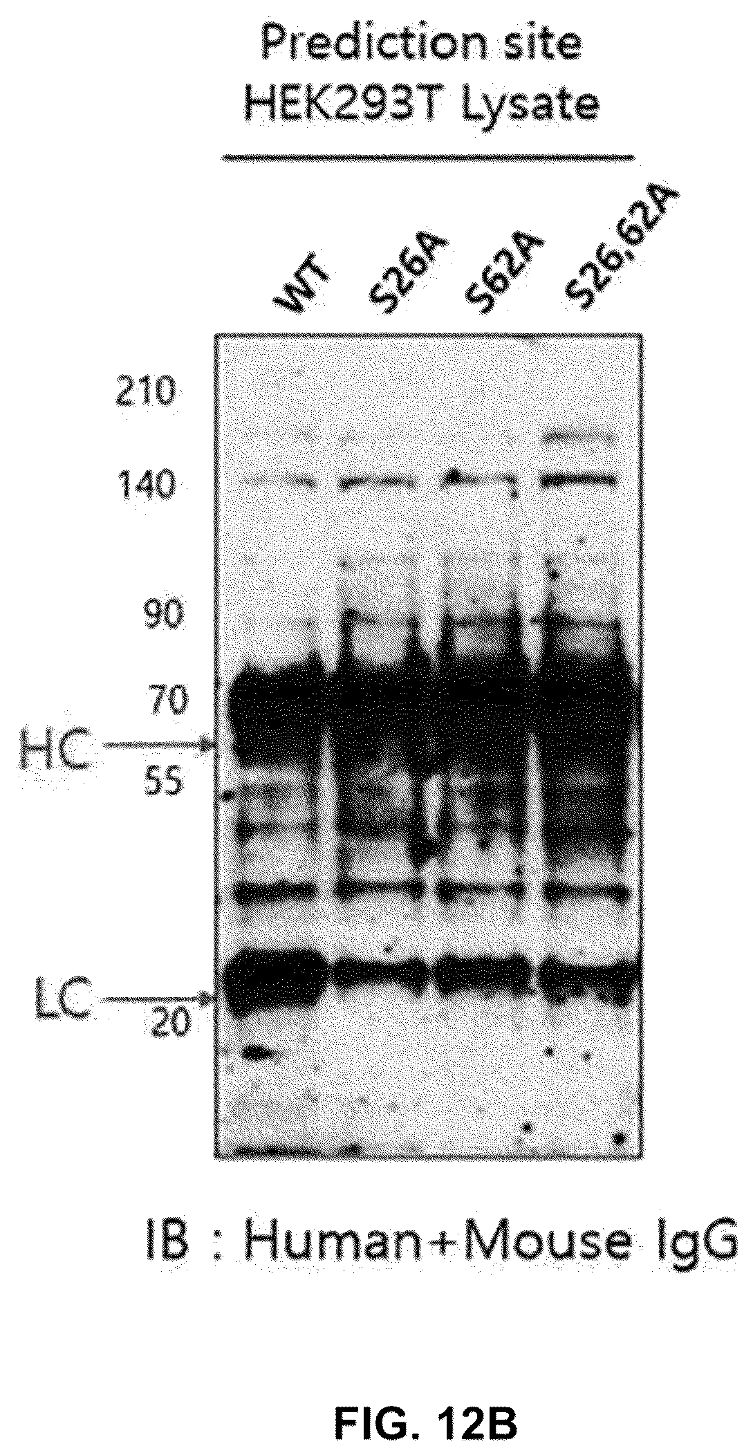 Patent US12590164 Figure 14 – Productivity-enhanced antibody and method for producing same