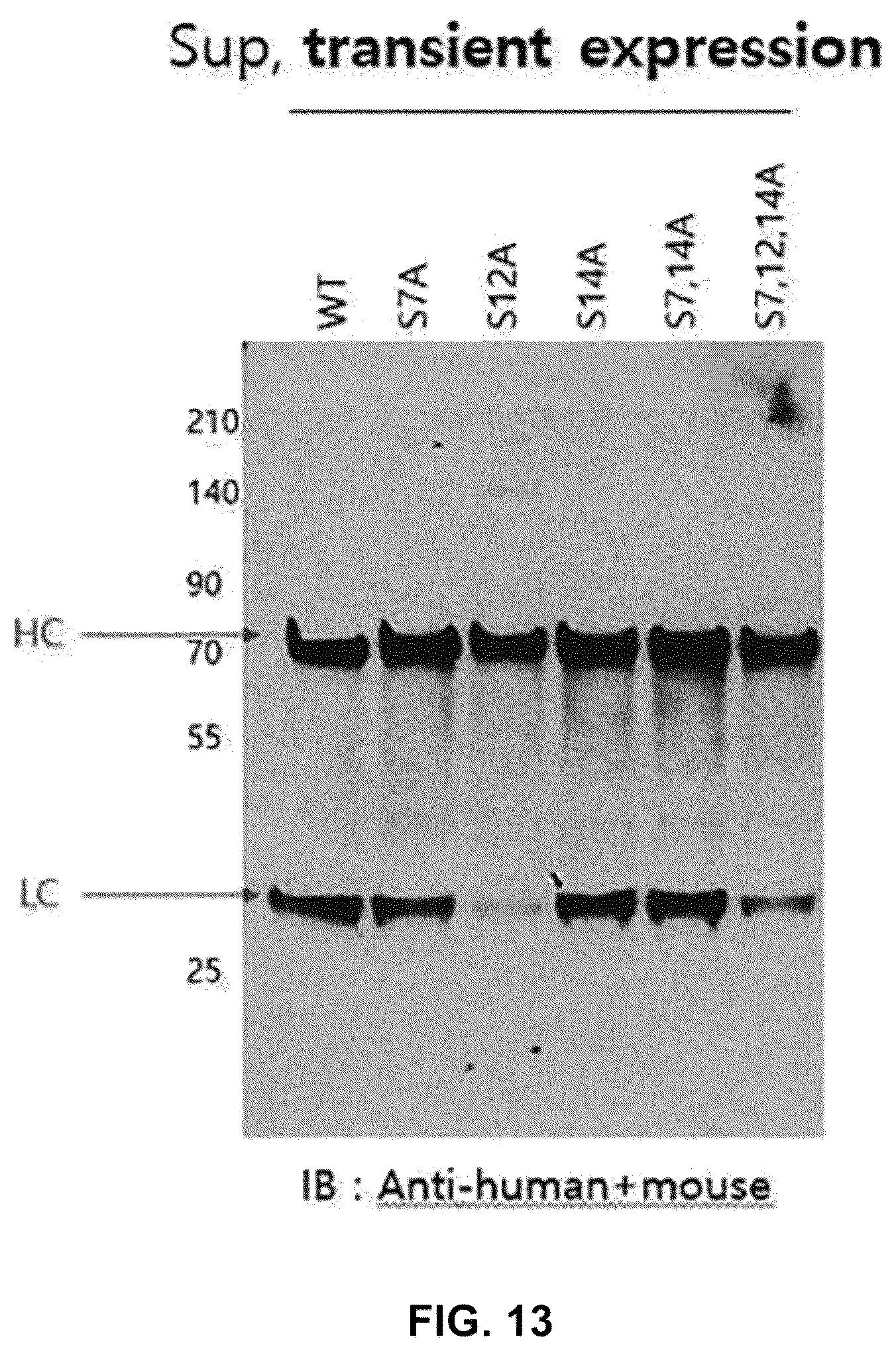 Patent US12590164 Figure 15 – Productivity-enhanced antibody and method for producing same