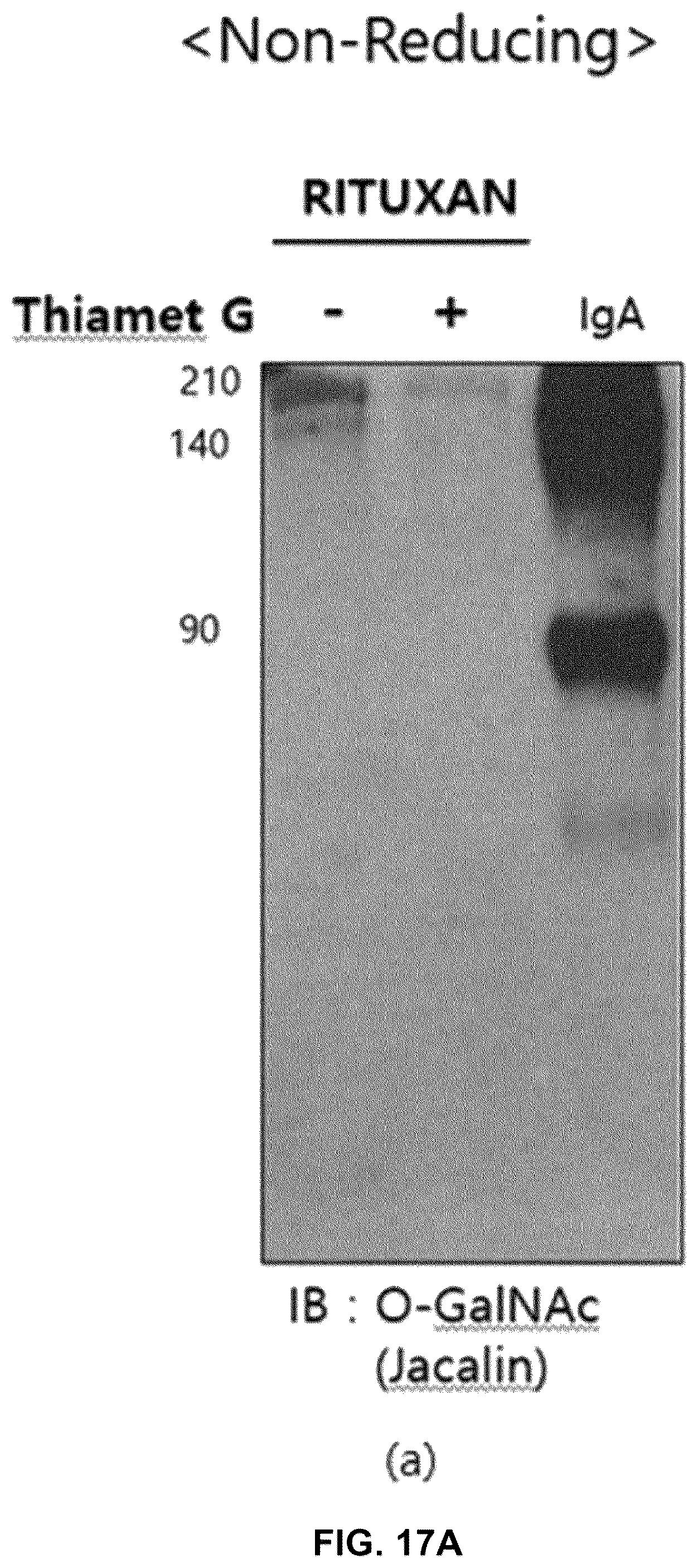 Patent US12590164 Figure 18 – Productivity-enhanced antibody and method for producing same