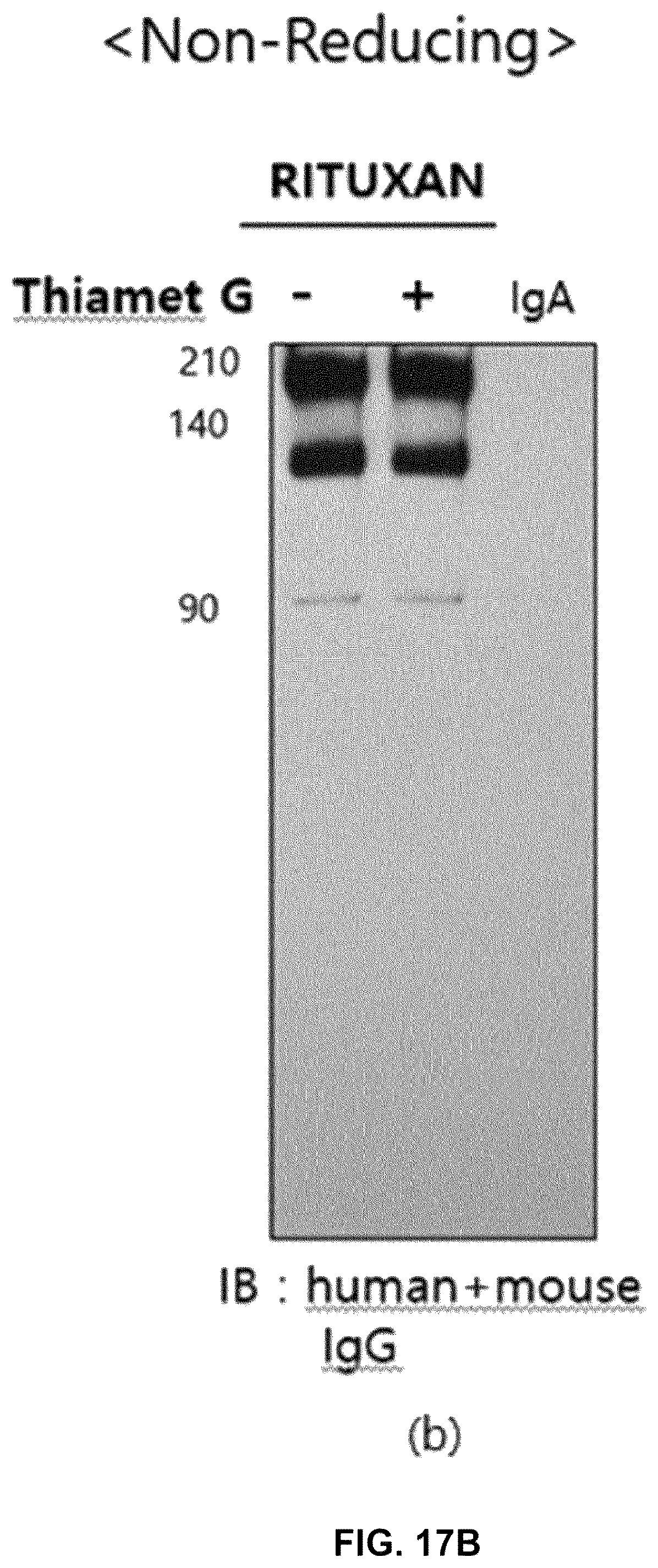 Patent US12590164 Figure 19 – Productivity-enhanced antibody and method for producing same