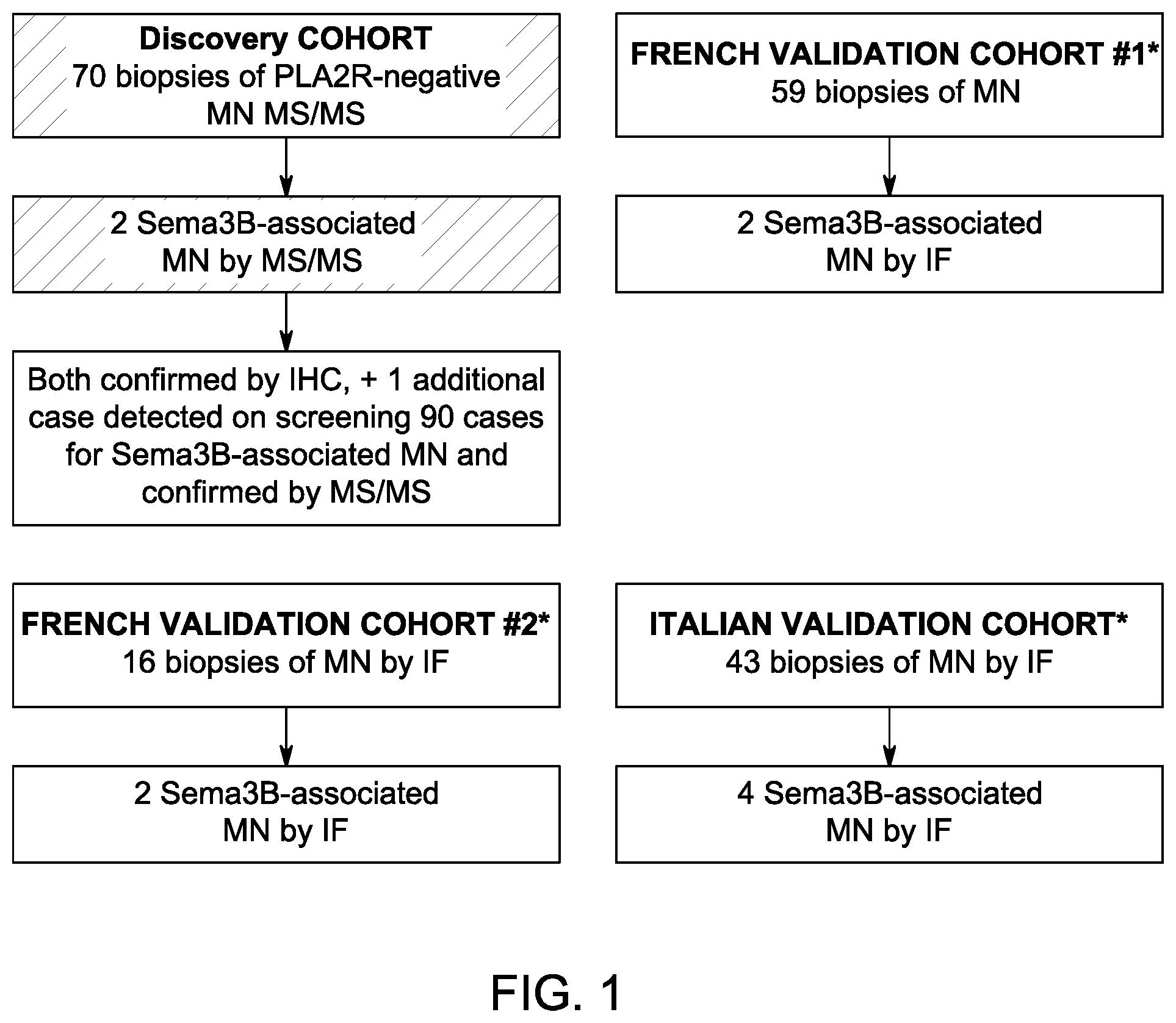 Patent US12590165 Figure 1 – Methods and materials for identifying and treating membranous nephropathy based on elevated Semaphorin 3B