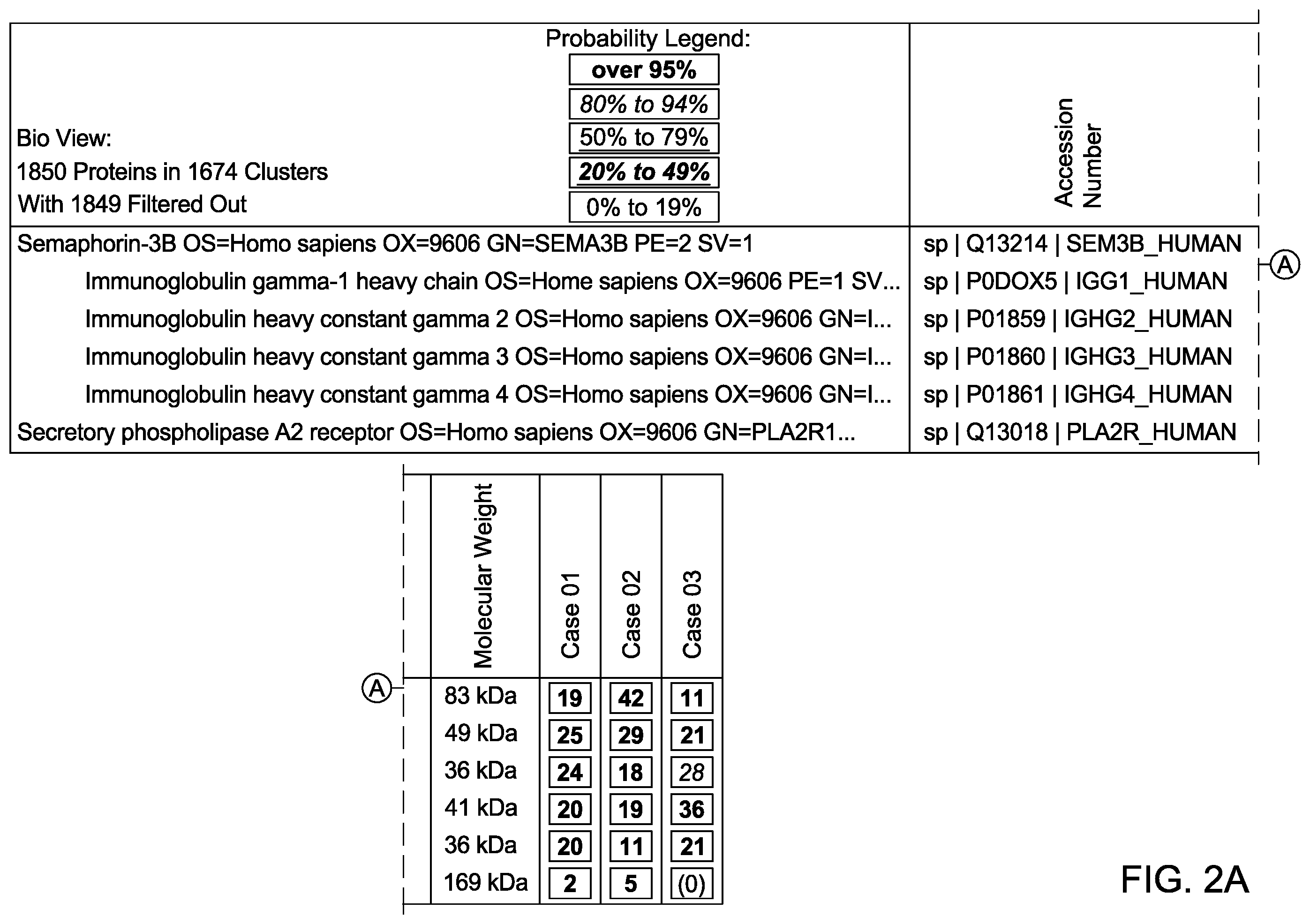 Patent US12590165 Figure 2 – Methods and materials for identifying and treating membranous nephropathy based on elevated Semaphorin 3B