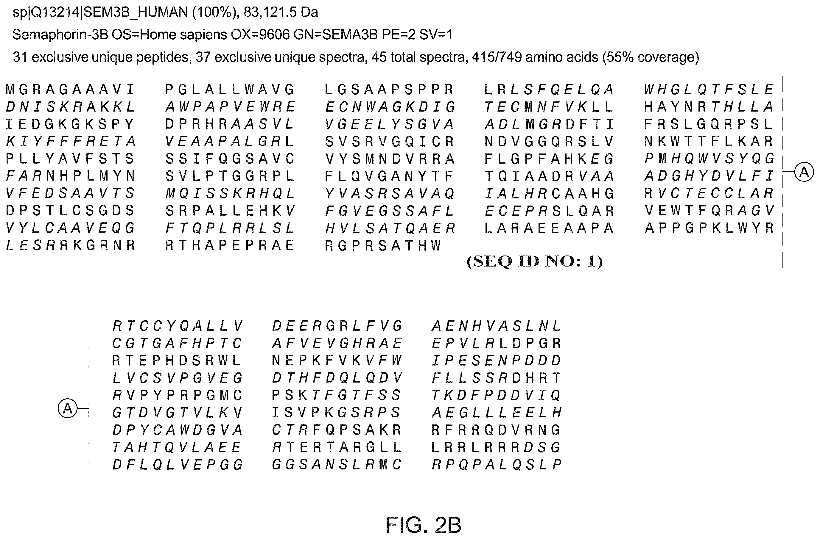 Patent US12590165 Figure 3 – Methods and materials for identifying and treating membranous nephropathy based on elevated Semaphorin 3B
