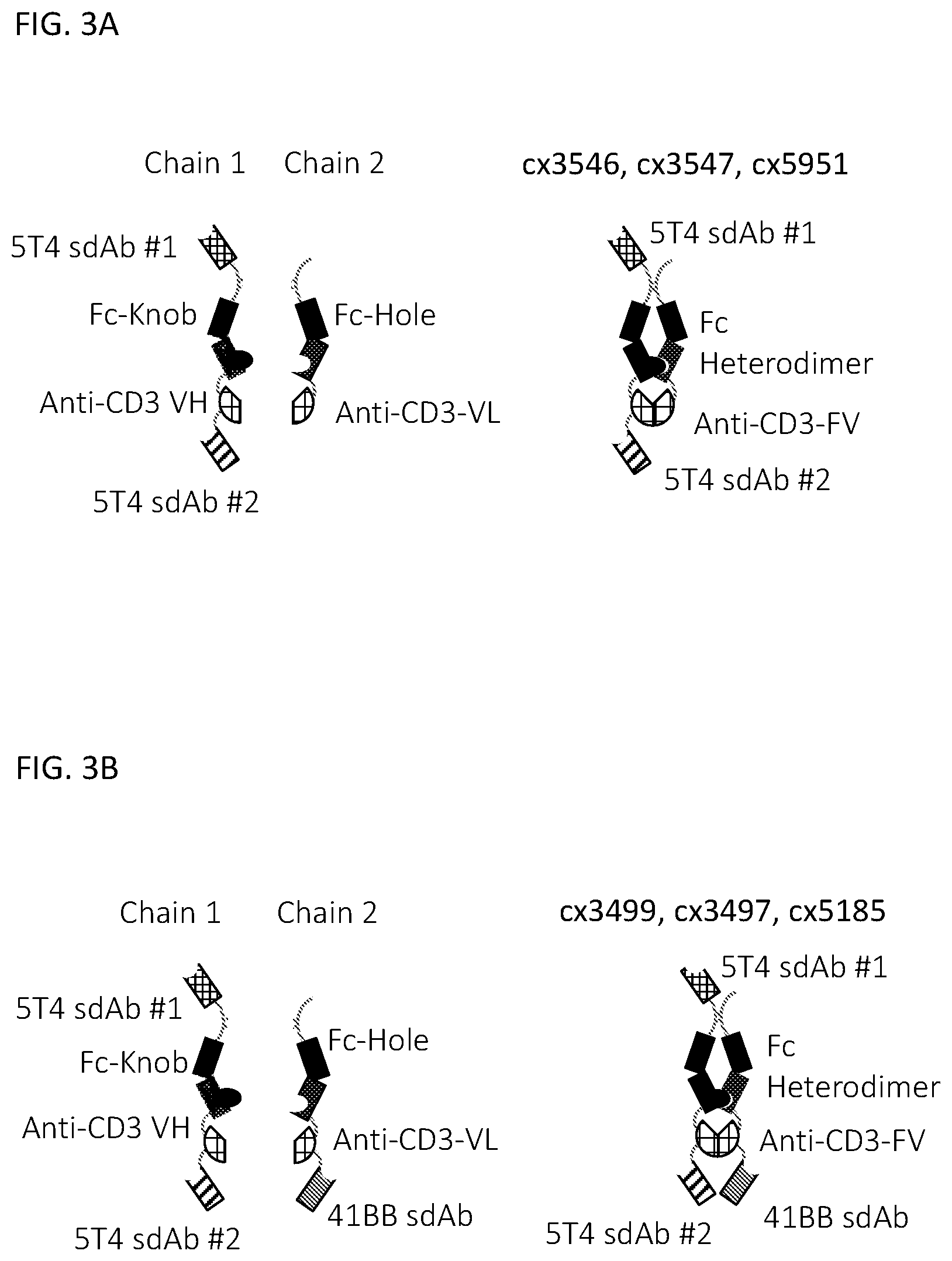 Patent US12590169 Figure 5 – 5T4 single domain antibodies and therapeutic compositions thereof