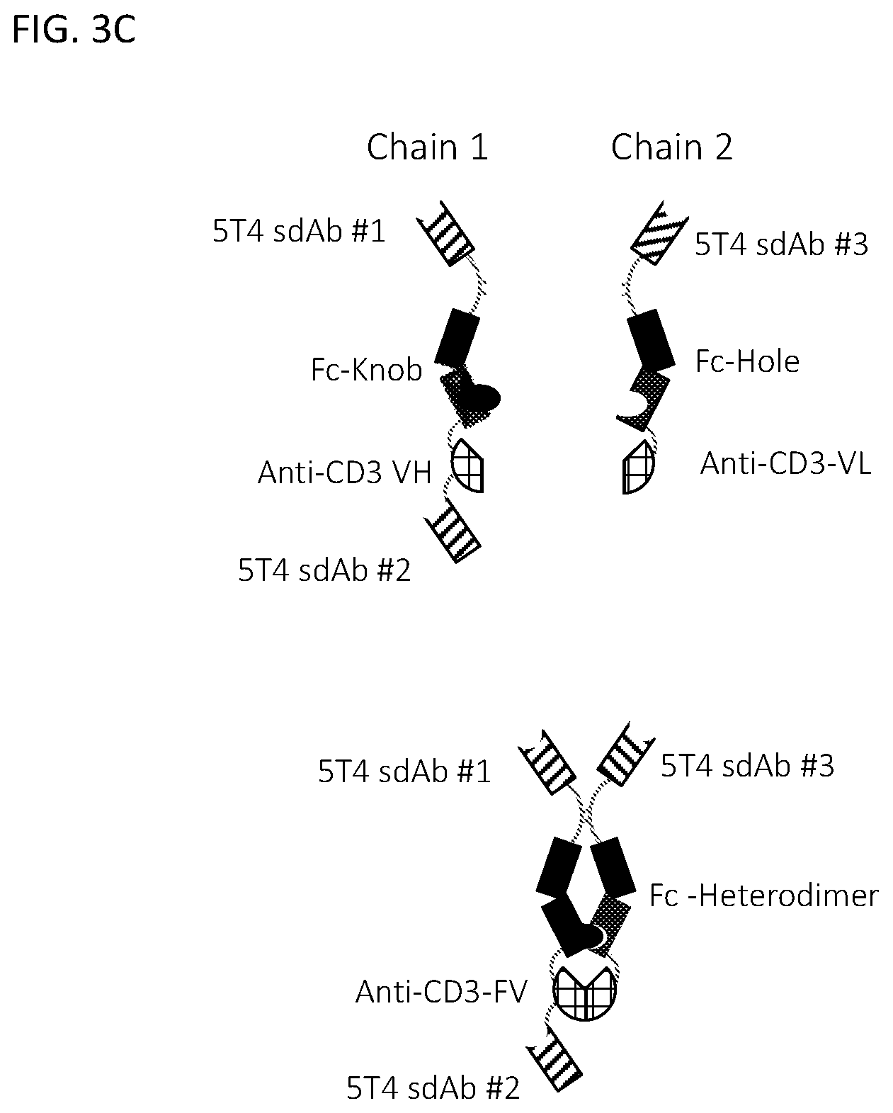 Patent US12590169 Figure 6 – 5T4 single domain antibodies and therapeutic compositions thereof