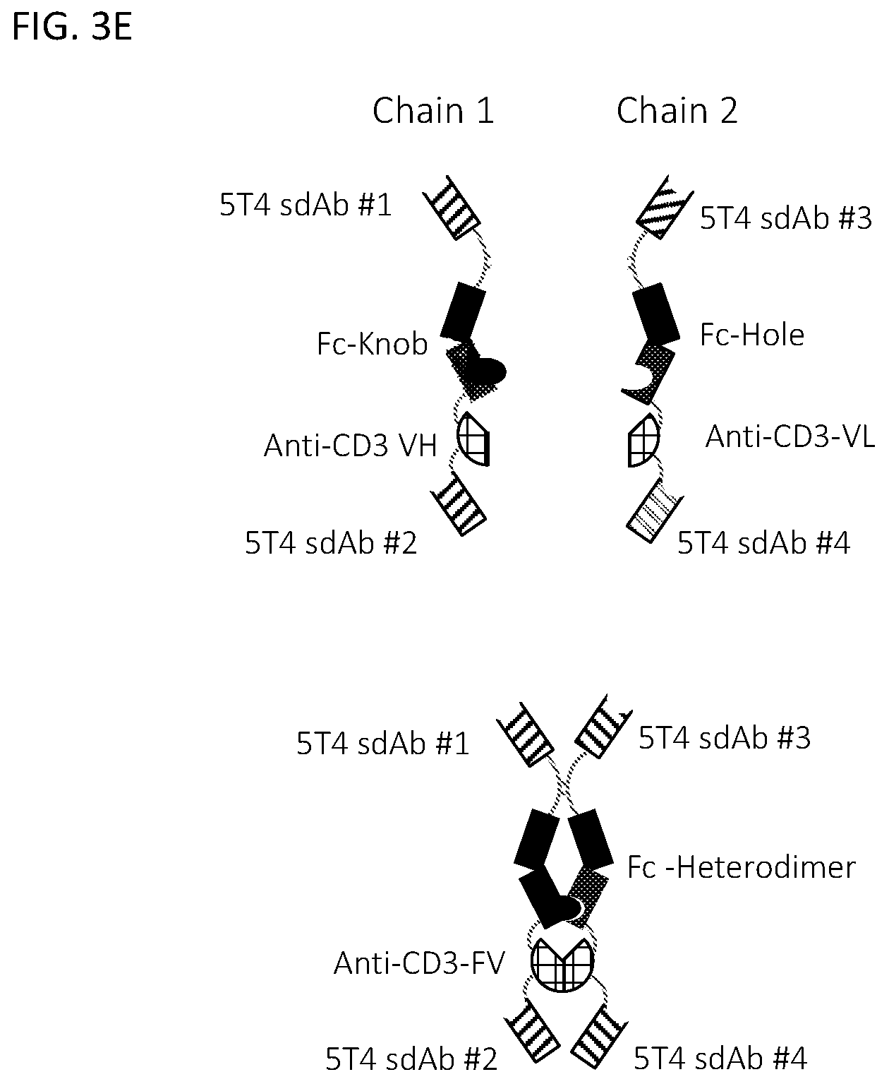 Patent US12590169 Figure 8 – 5T4 single domain antibodies and therapeutic compositions thereof