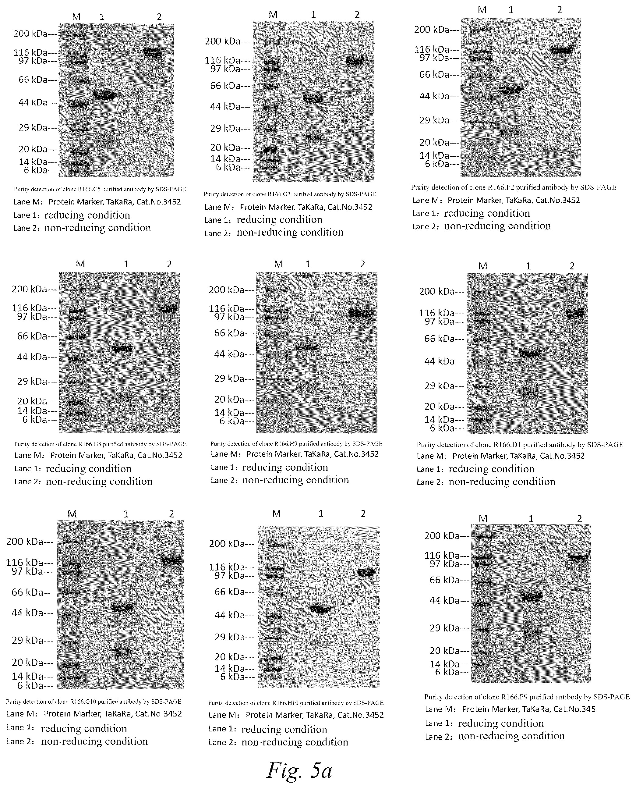 Patent US12590171 Figure 3 – Anti-VHH domain antibodies and use thereof