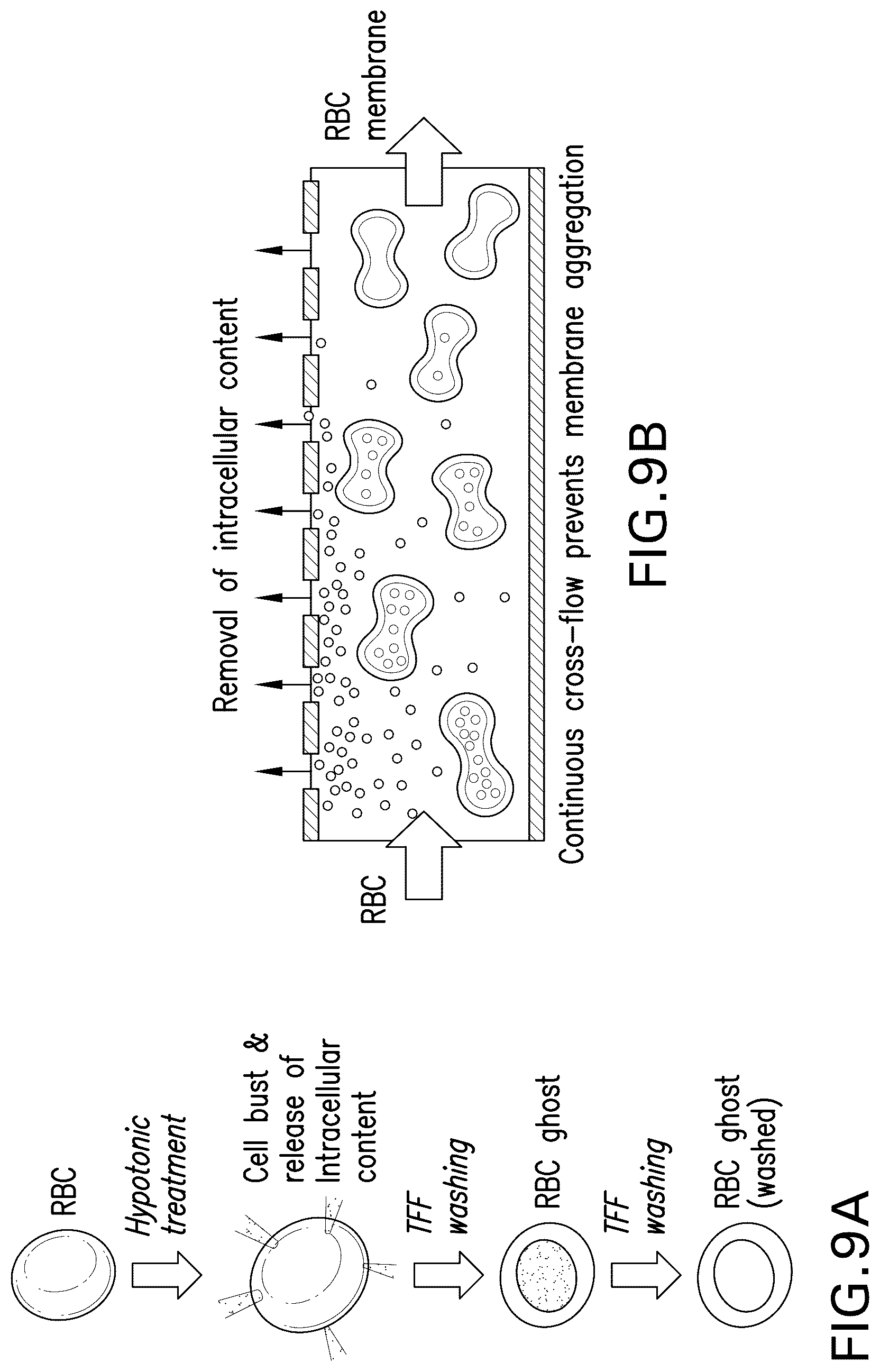 Patent US12590189 Figure 12 – Processes and systems for preparing cellular or viral membranes and nanoparticles