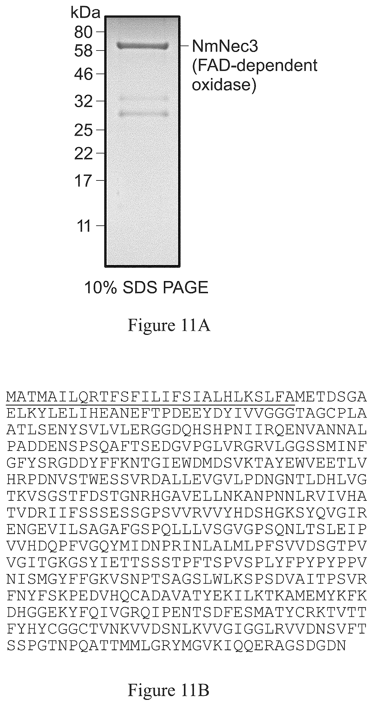 Patent US12590209 Figure 11 – Pigmented and fluorescent compounds derived from the addition of a primary or secondary amine to an aldehyde