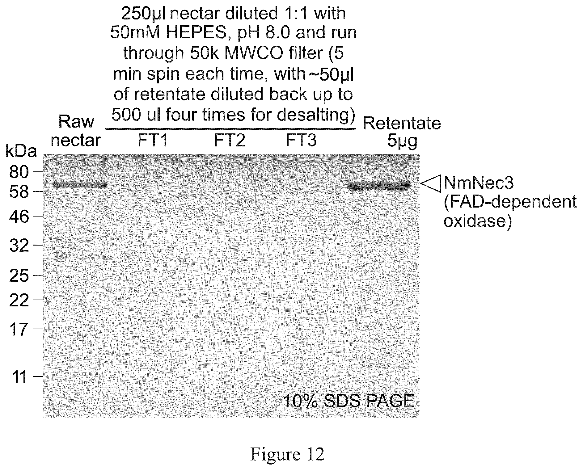 Patent US12590209 Figure 12 – Pigmented and fluorescent compounds derived from the addition of a primary or secondary amine to an aldehyde