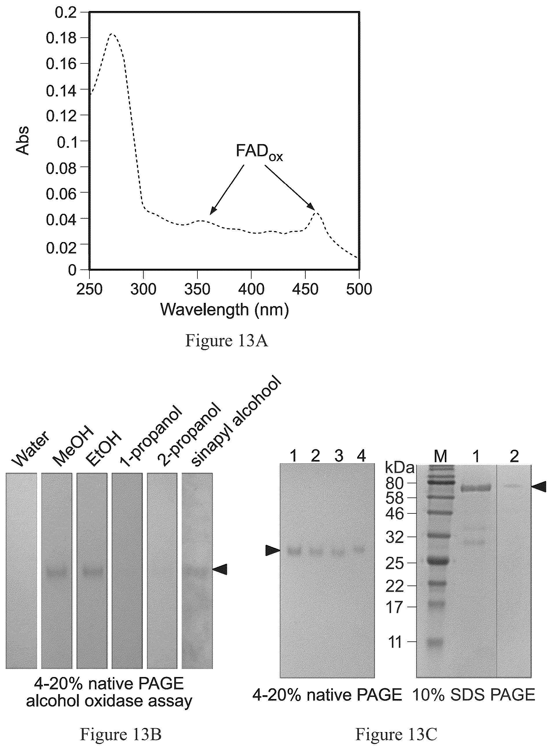 Patent US12590209 Figure 13 – Pigmented and fluorescent compounds derived from the addition of a primary or secondary amine to an aldehyde