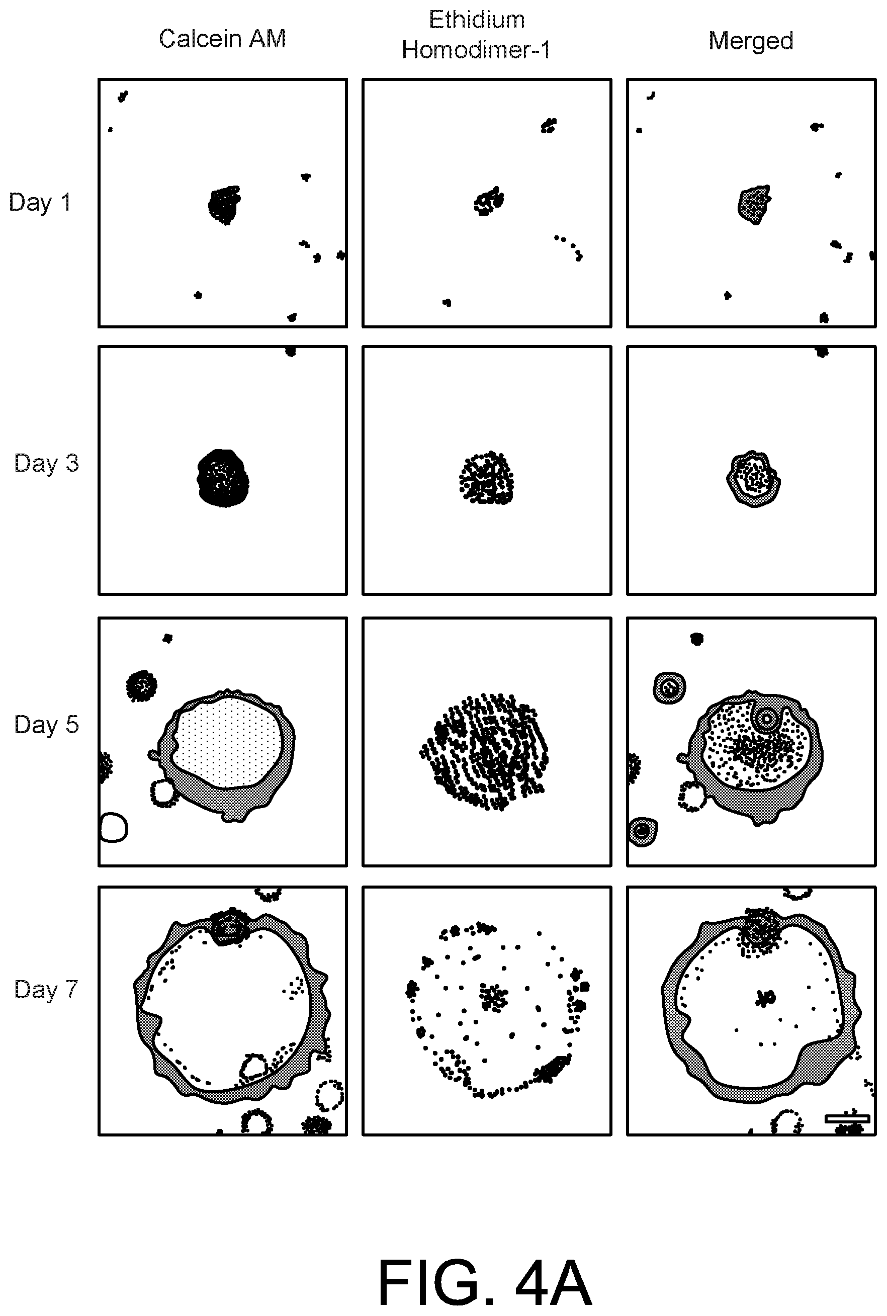 Patent US12590277 Figure 9 – High-throughput acoustofluidic fabrication of cell spheroids