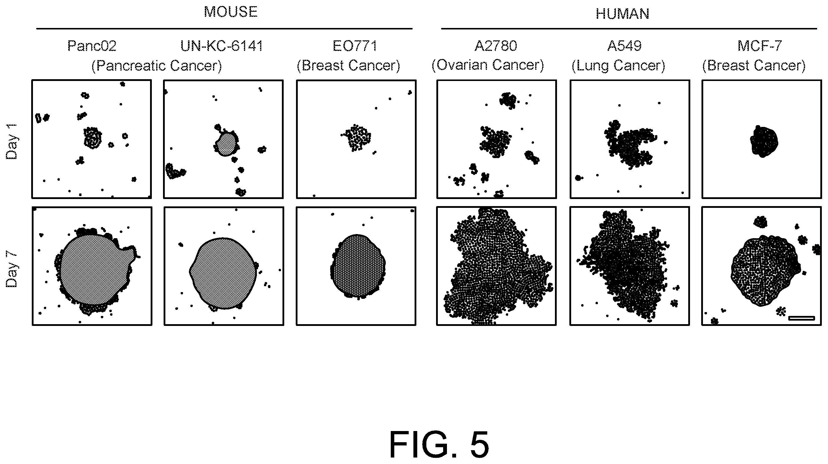 Patent US12590277 Figure 11 – High-throughput acoustofluidic fabrication of cell spheroids