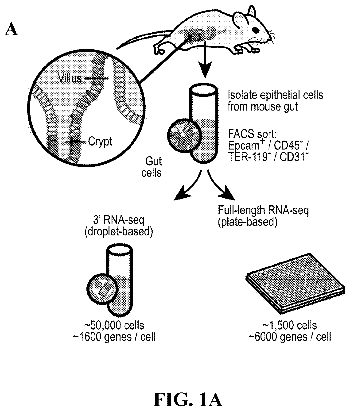 Patent US12590288 Figure 1 – Method of treating an inflammatory disease by administering an agent which binds a surface receptor on a tuft cell that induces an ILC class 2 inflammatory response