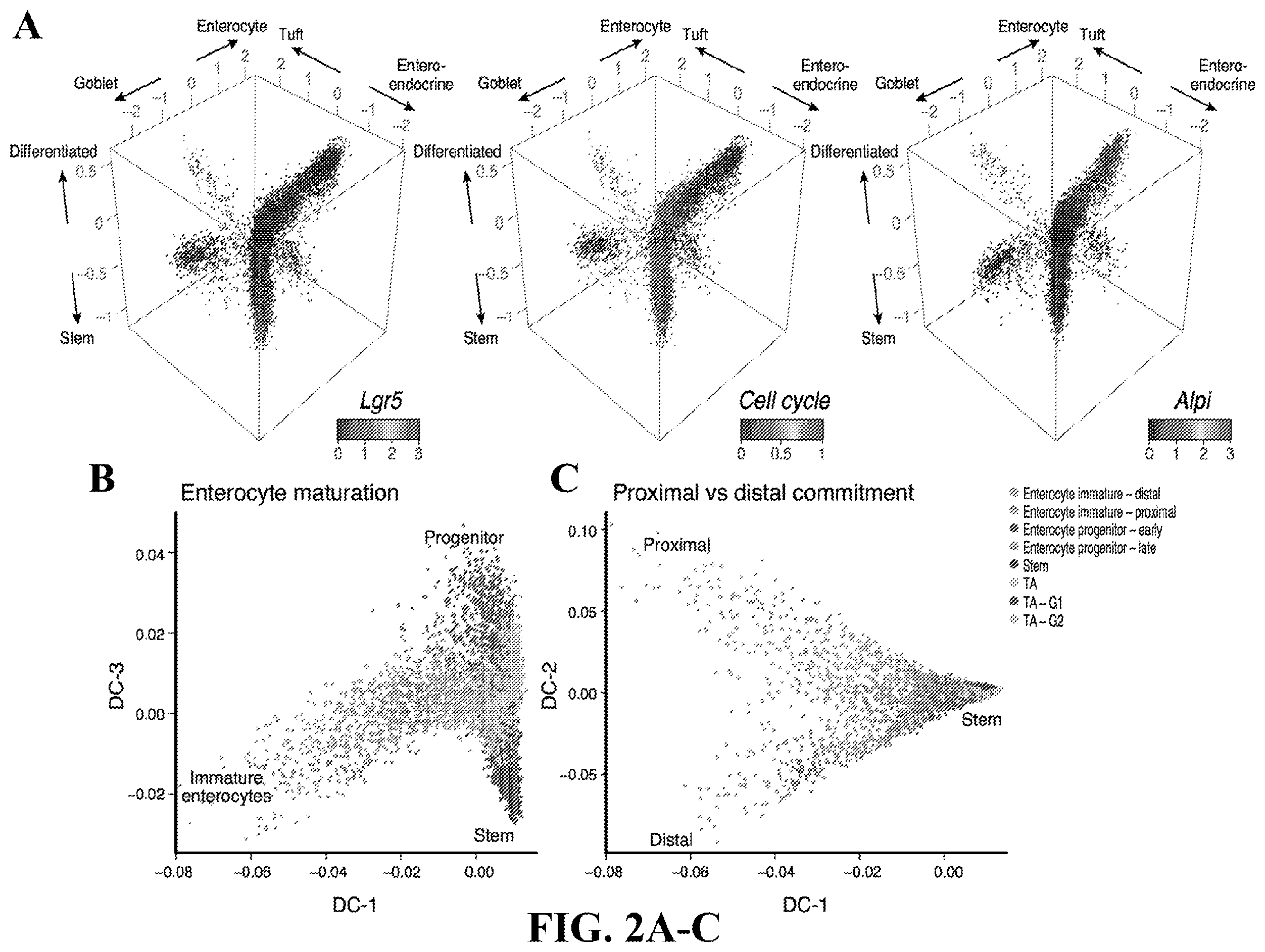 Patent US12590288 Figure 6 – Method of treating an inflammatory disease by administering an agent which binds a surface receptor on a tuft cell that induces an ILC class 2 inflammatory response