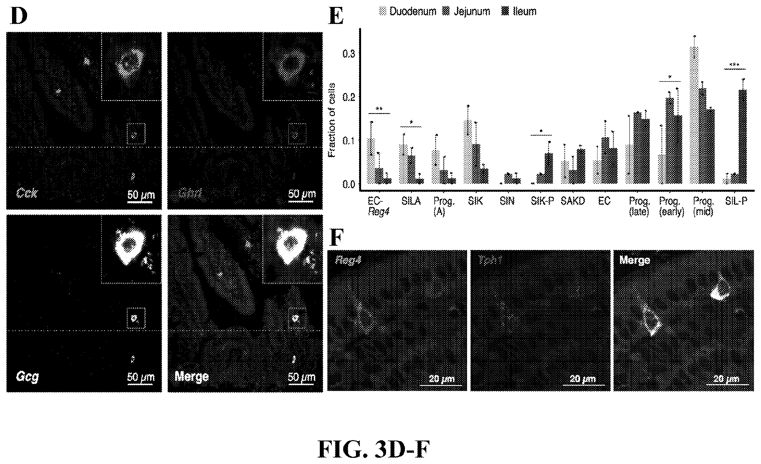 Patent US12590288 Figure 12 – Method of treating an inflammatory disease by administering an agent which binds a surface receptor on a tuft cell that induces an ILC class 2 inflammatory response