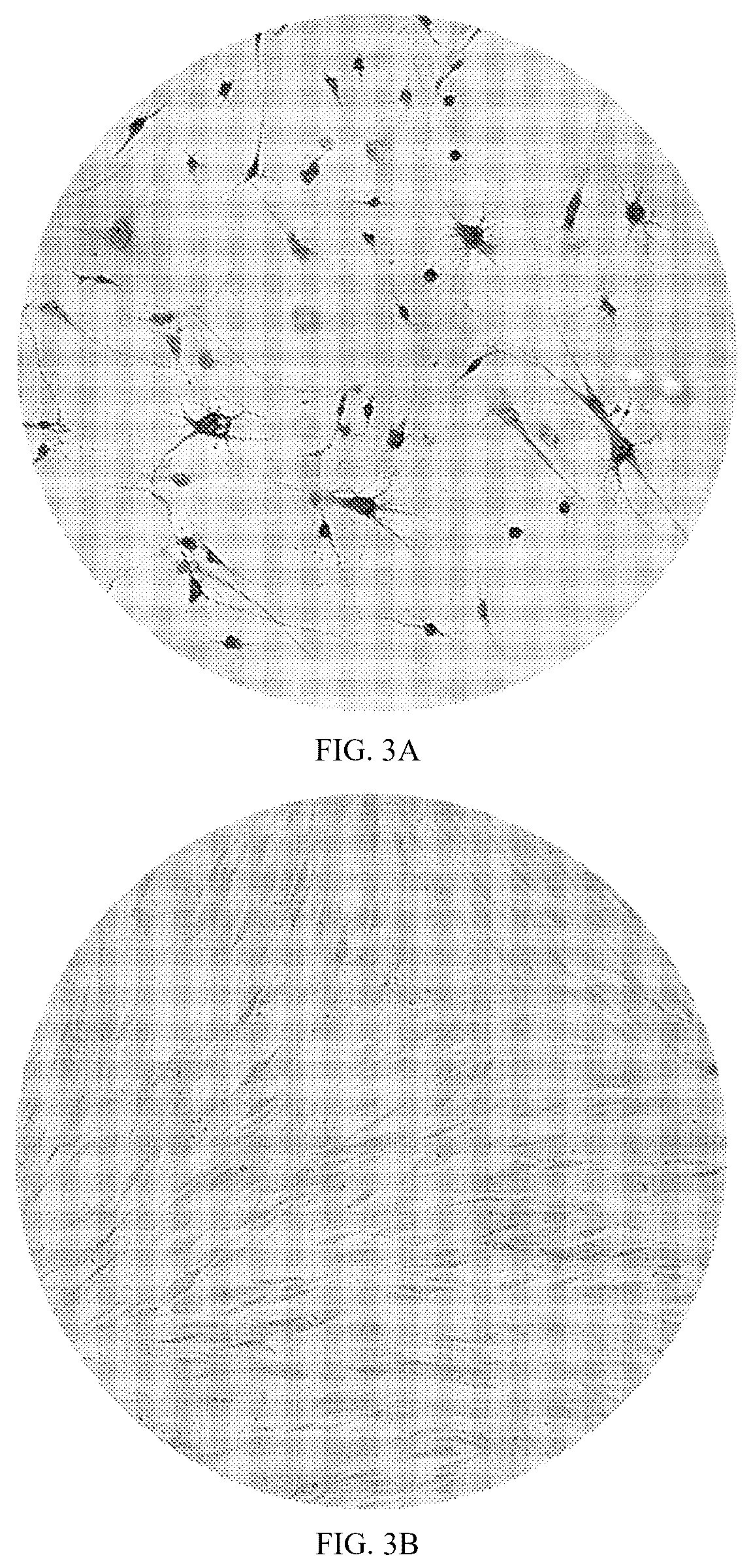 Patent US12590289 Figure 7 – Medium-based method realized for differentiation of dental stem cells into neurons