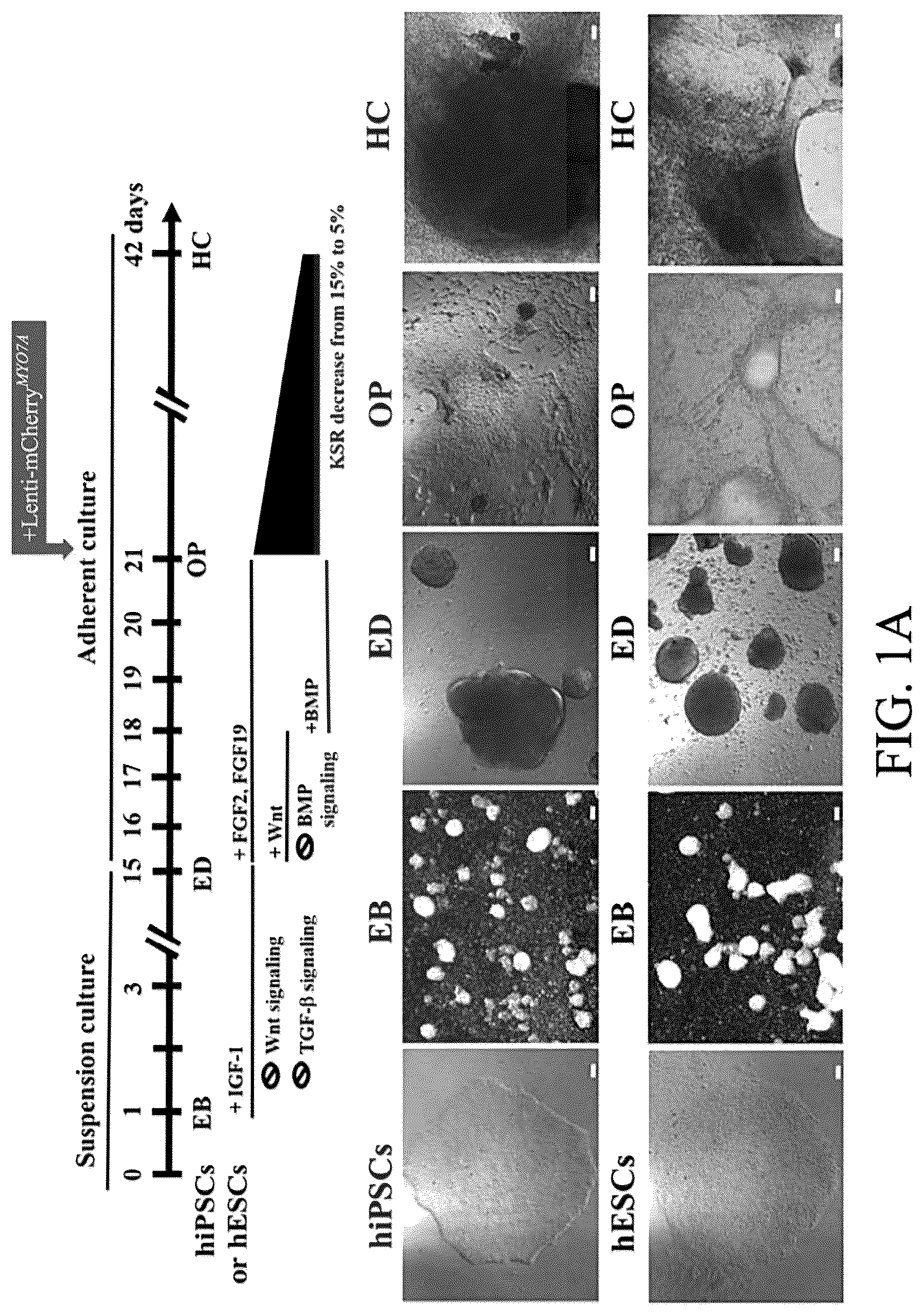 Patent US12590290 — Method for treating and modelling hearing loss — Figure 1