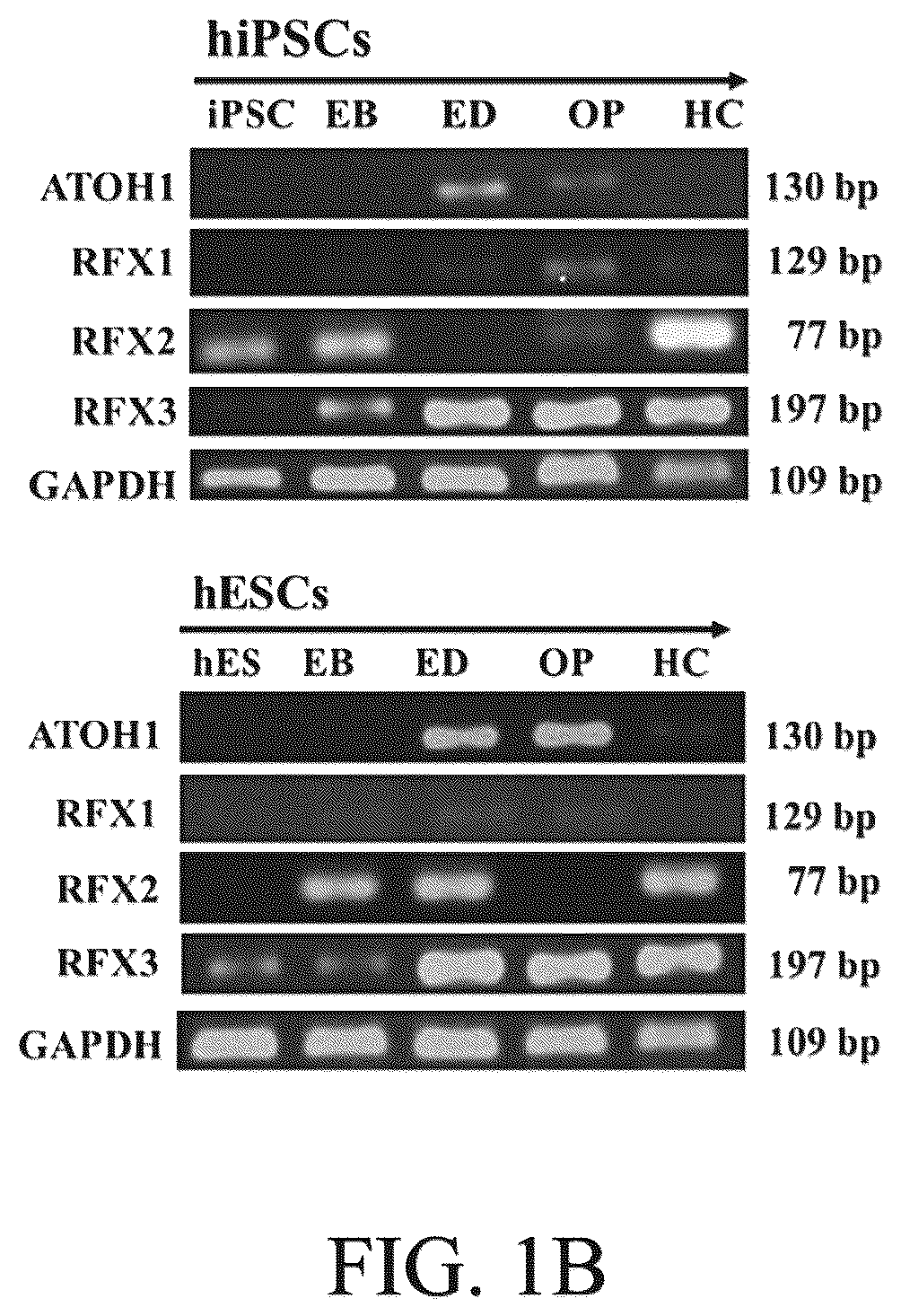 Patent US12590290 Figure 2 – Method for treating and modelling hearing loss