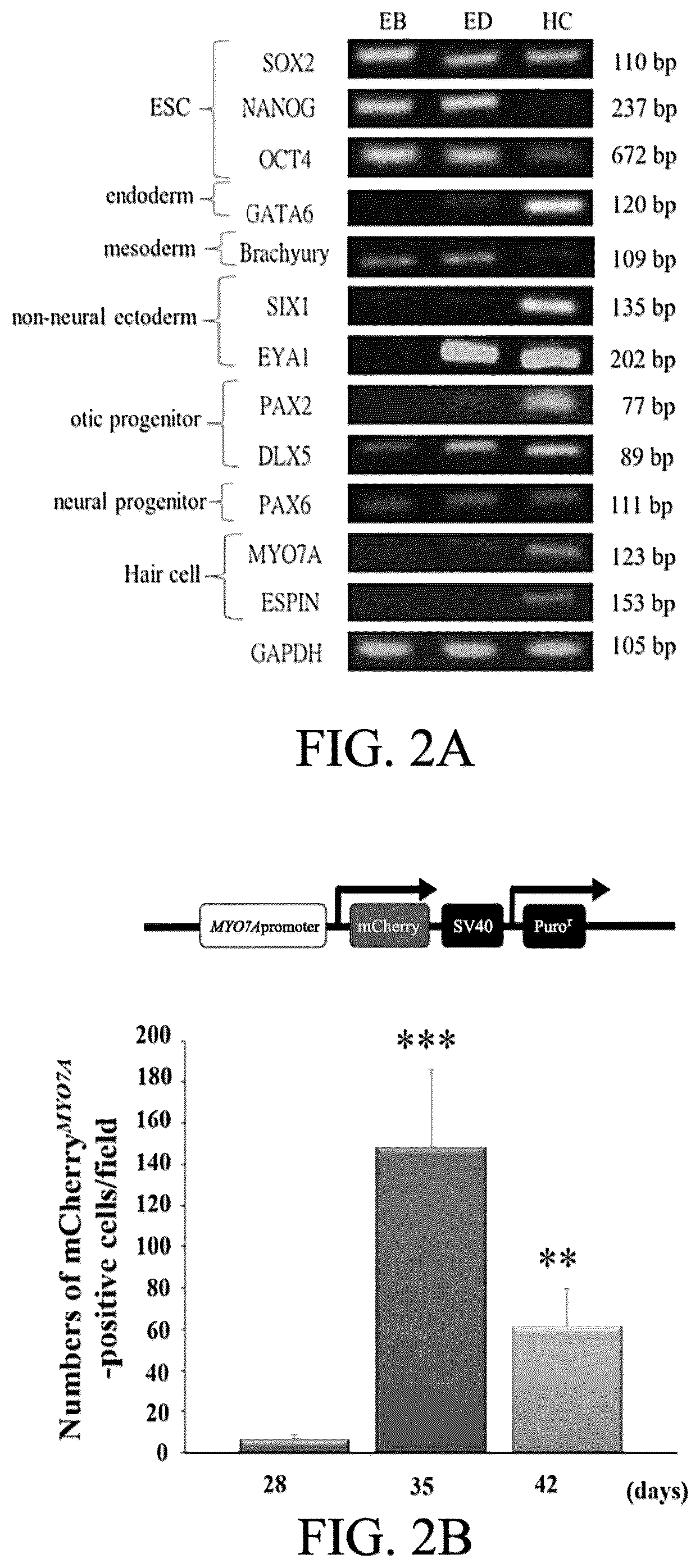 Patent US12590290 Figure 3 – Method for treating and modelling hearing loss