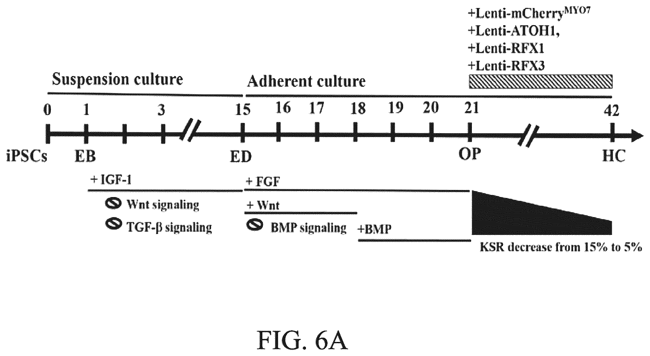 Patent US12590290 Figure 15 – Method for treating and modelling hearing loss