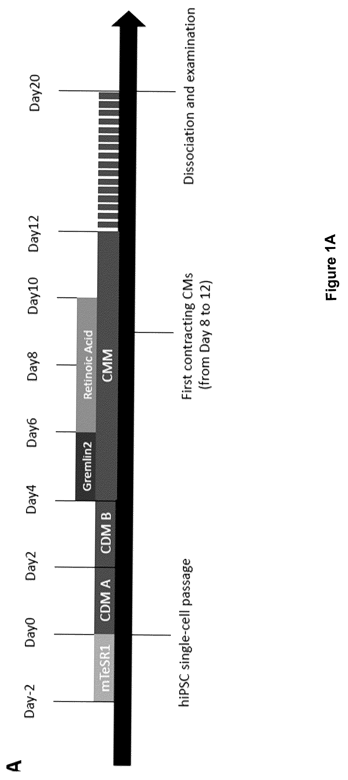 Patent US12590294 Figure 1 – Process for producing cardiomyocytes