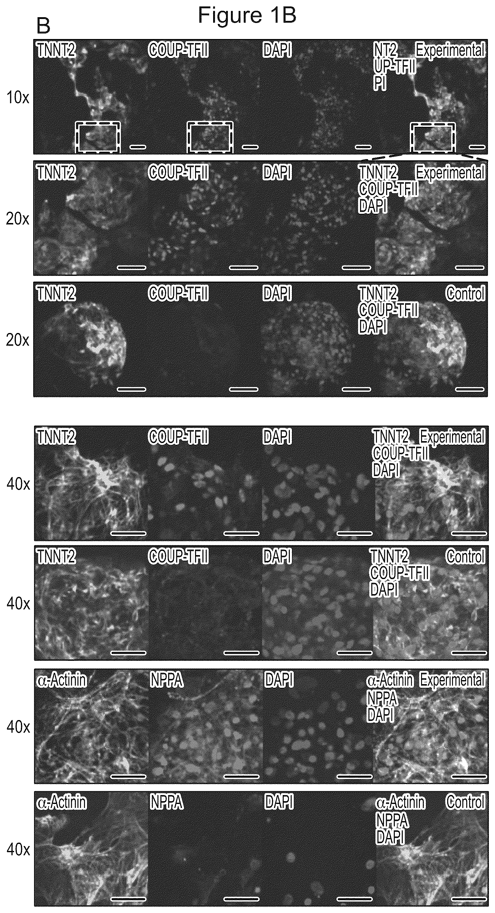 Patent US12590294 Figure 2 – Process for producing cardiomyocytes