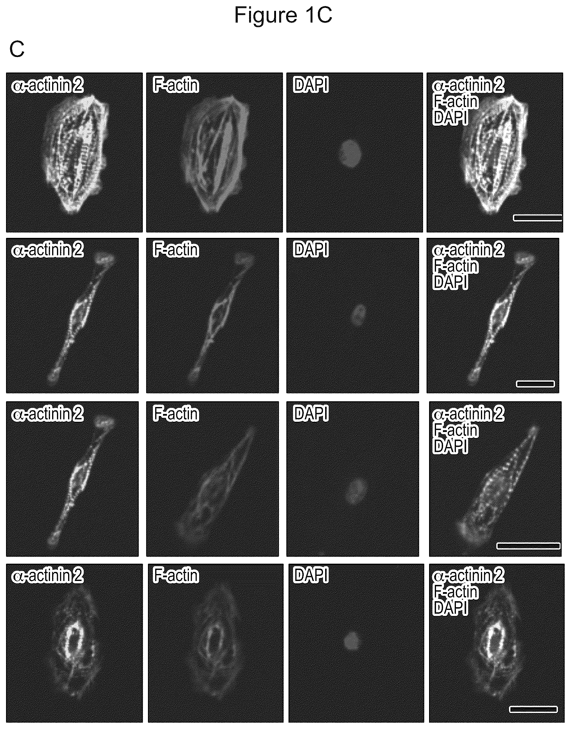 Patent US12590294 Figure 3 – Process for producing cardiomyocytes