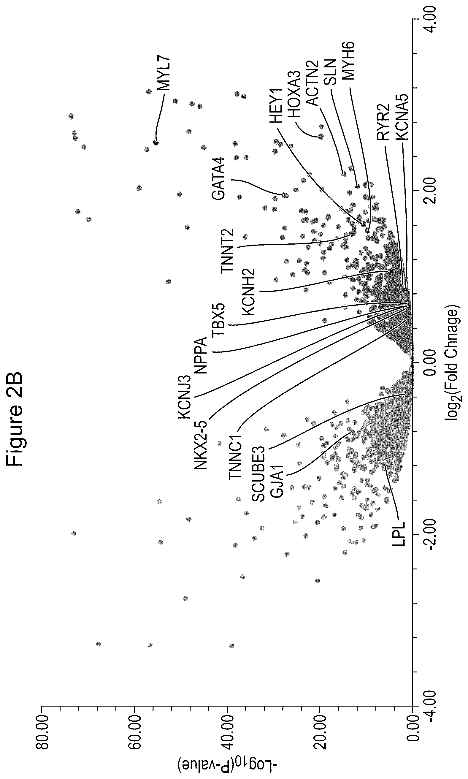 Patent US12590294 Figure 5 – Process for producing cardiomyocytes