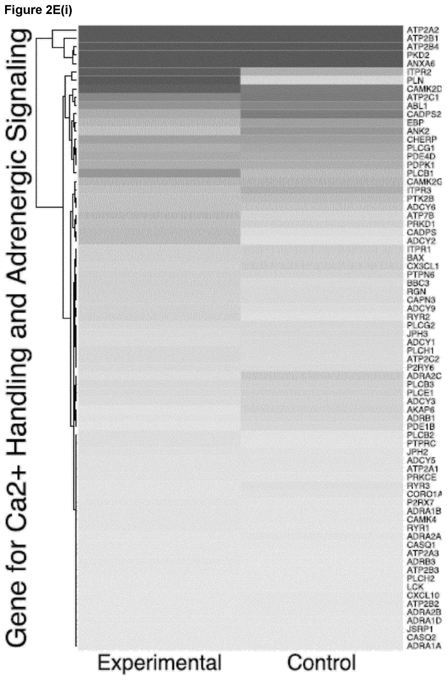 Patent US12590294 Figure 8 – Process for producing cardiomyocytes