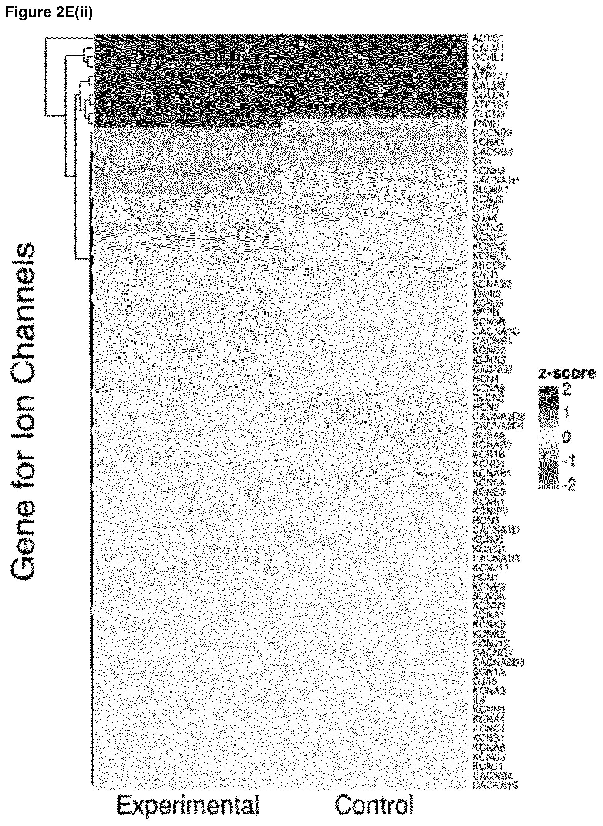 Patent US12590294 Figure 9 – Process for producing cardiomyocytes