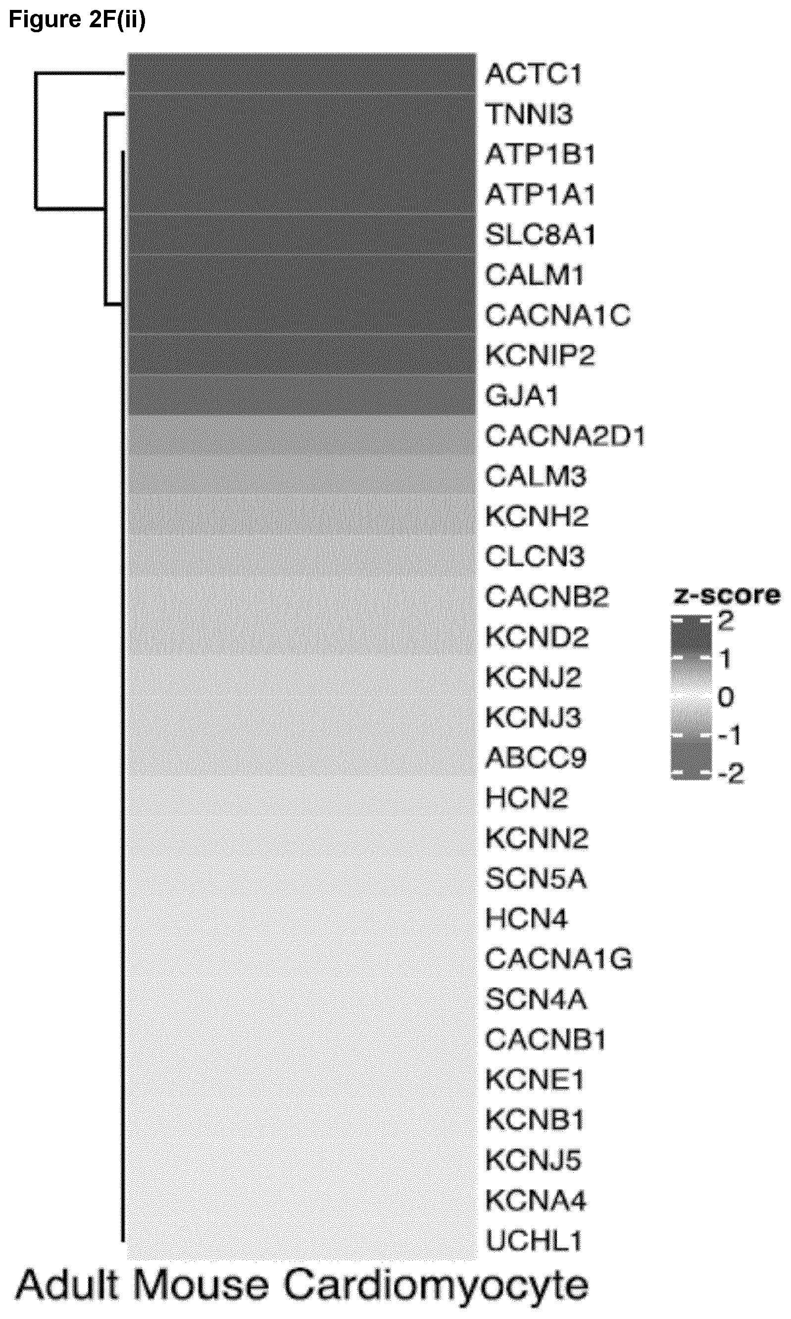 Patent US12590294 Figure 11 – Process for producing cardiomyocytes
