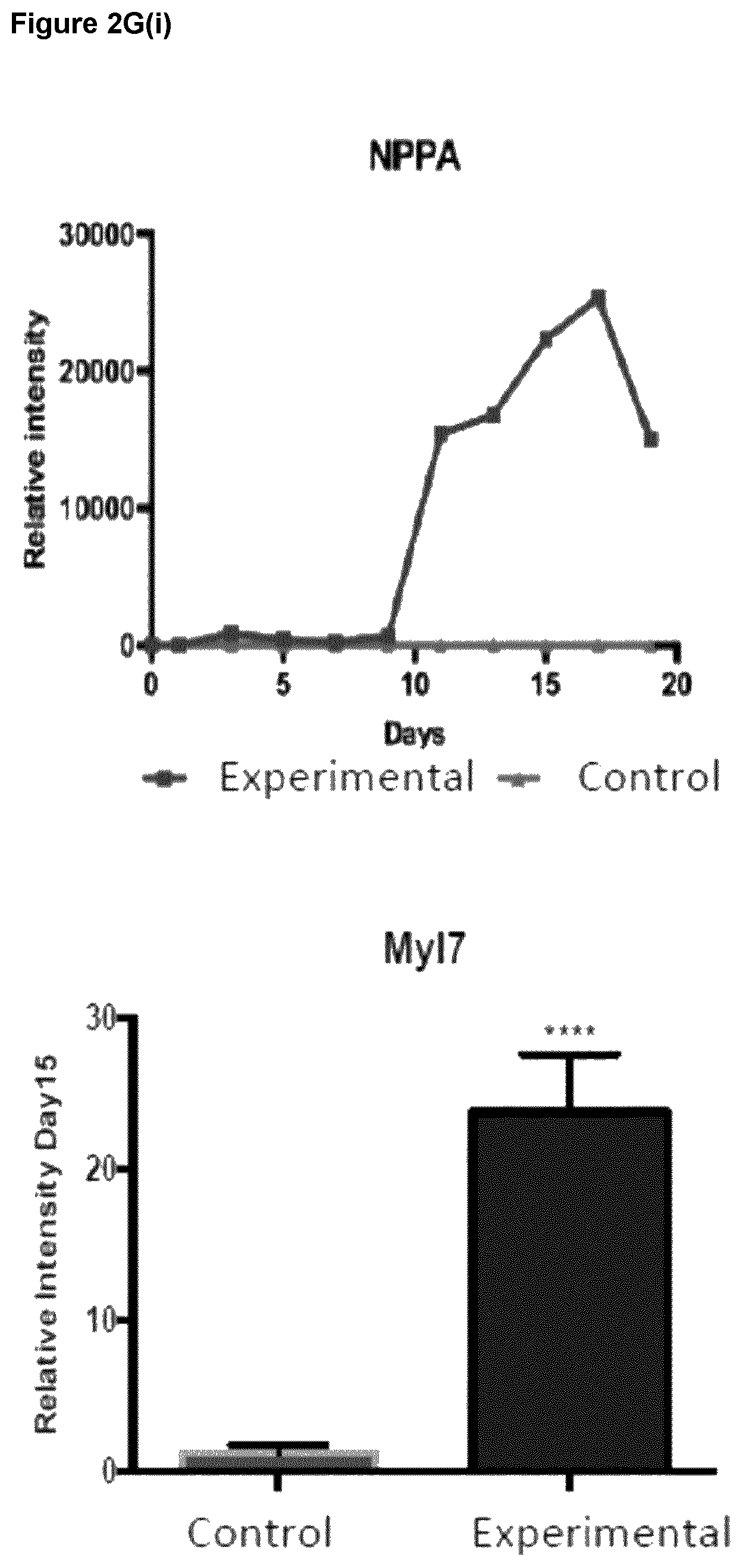 Patent US12590294 Figure 12 – Process for producing cardiomyocytes