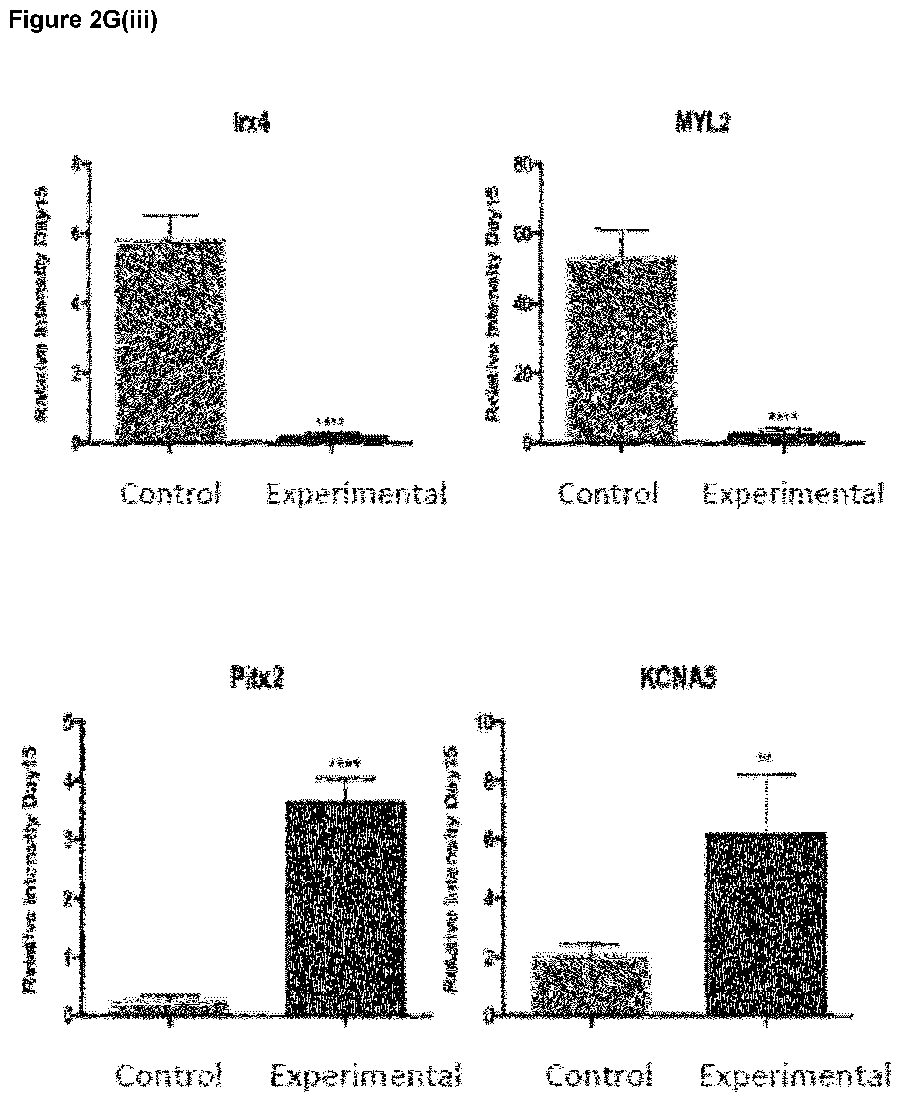 Patent US12590294 Figure 14 – Process for producing cardiomyocytes