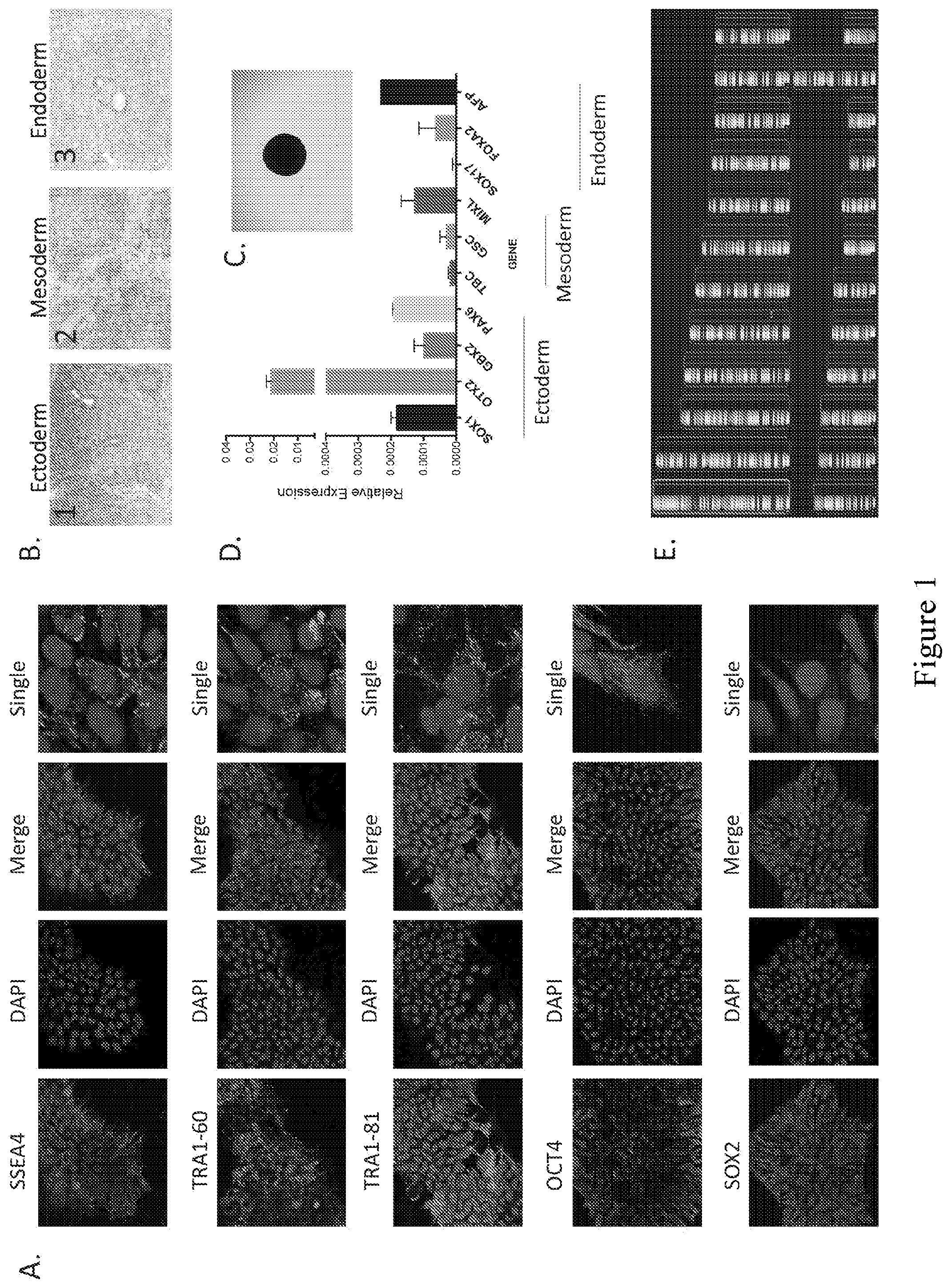Patent US12590295 Figure 1 – Mesenchymal stromal cells as a reprogramming source for iPSC induction
