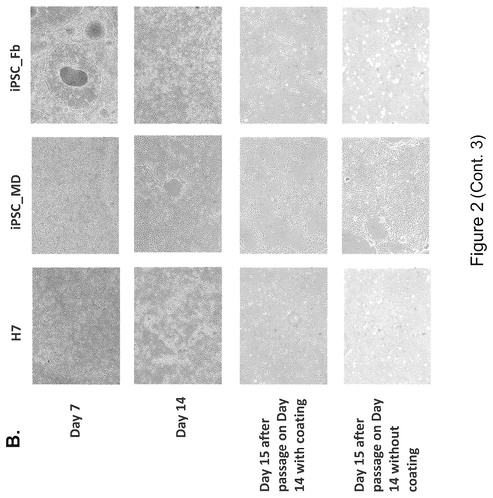 Patent US12590295 Figure 5 – Mesenchymal stromal cells as a reprogramming source for iPSC induction