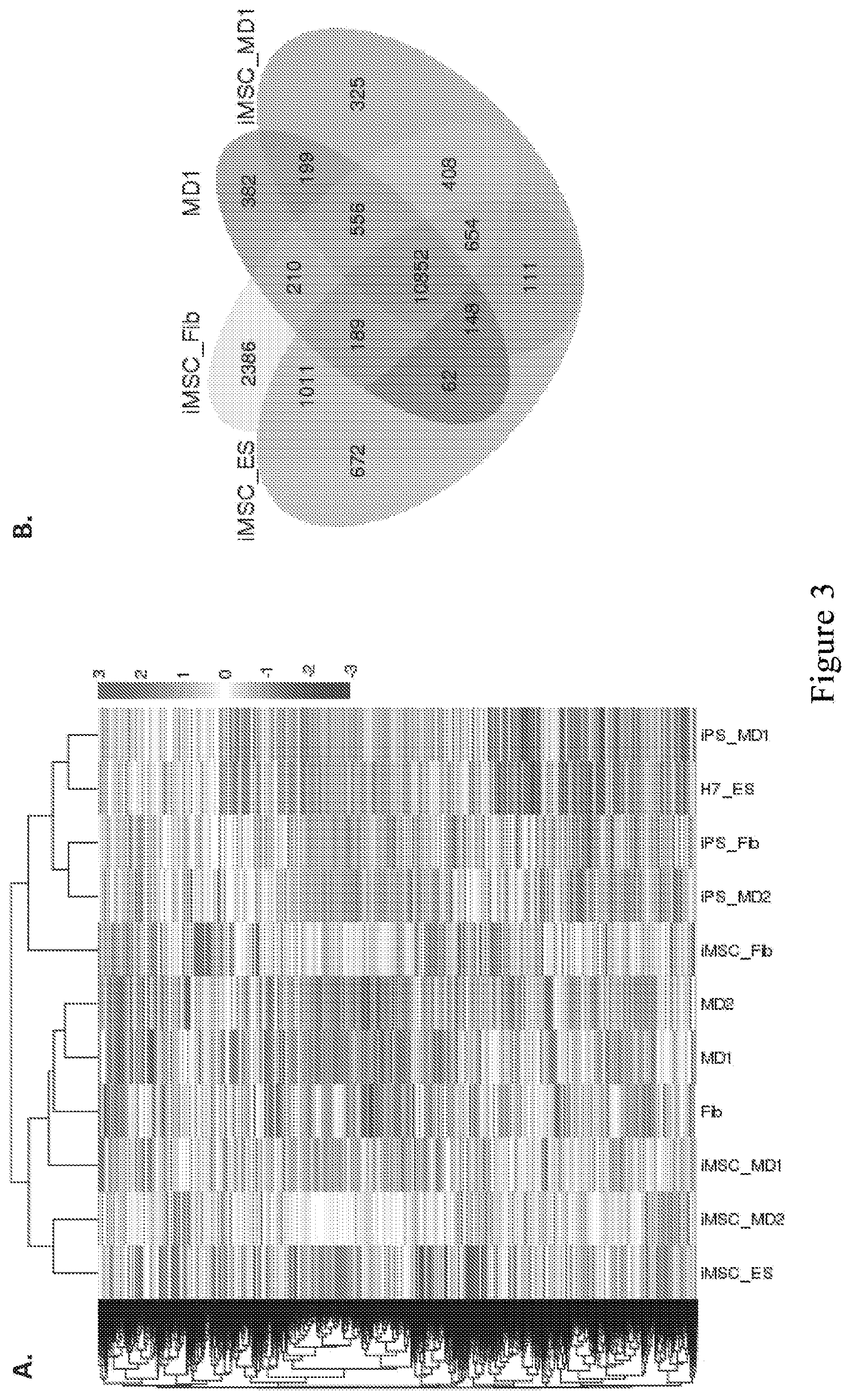 Patent US12590295 Figure 6 – Mesenchymal stromal cells as a reprogramming source for iPSC induction