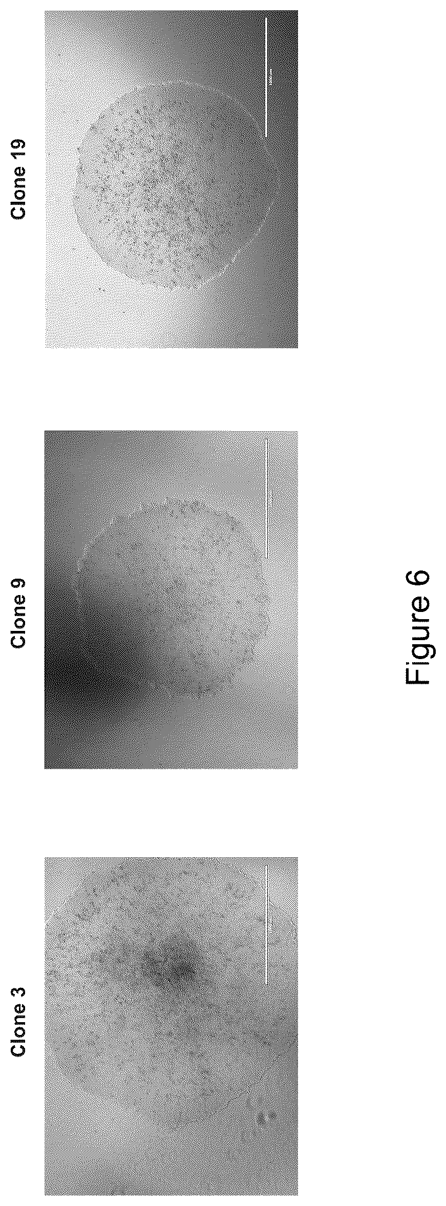 Patent US12590295 Figure 9 – Mesenchymal stromal cells as a reprogramming source for iPSC induction