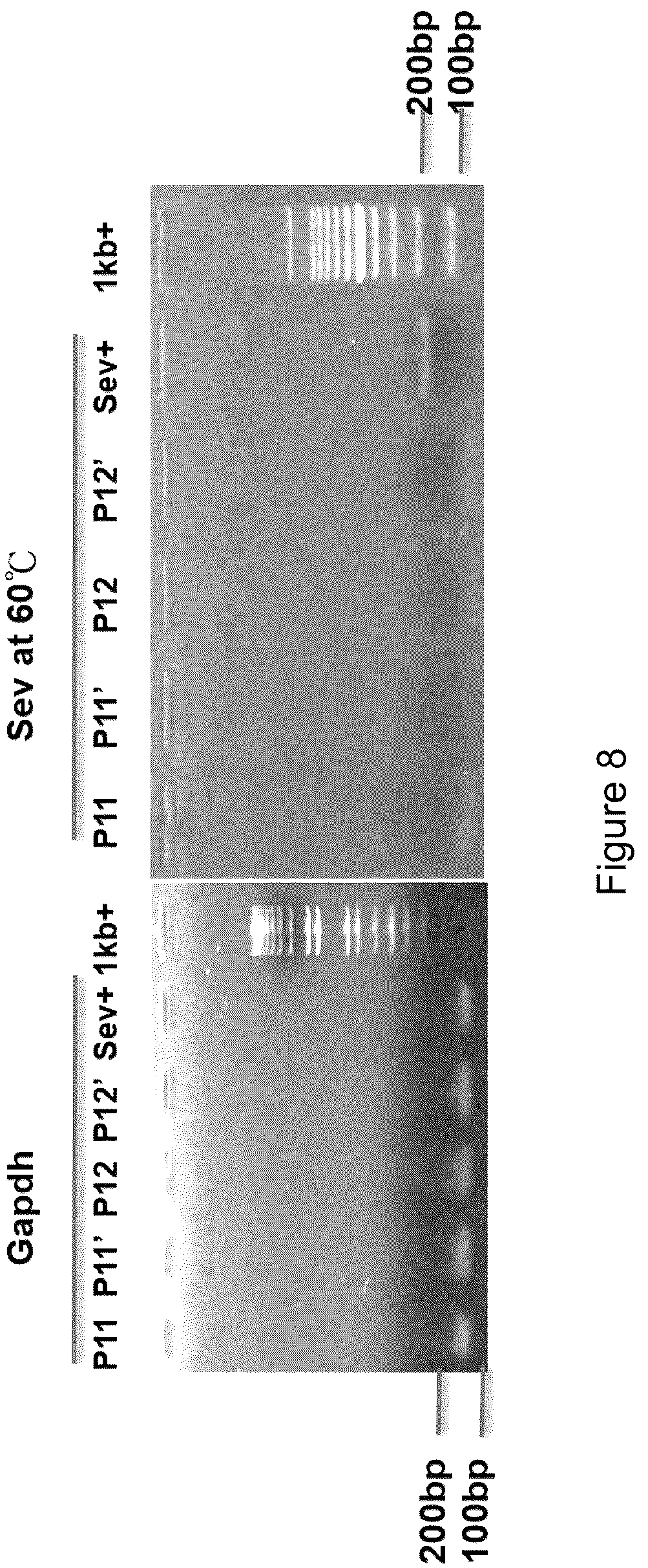 Patent US12590295 Figure 12 – Mesenchymal stromal cells as a reprogramming source for iPSC induction