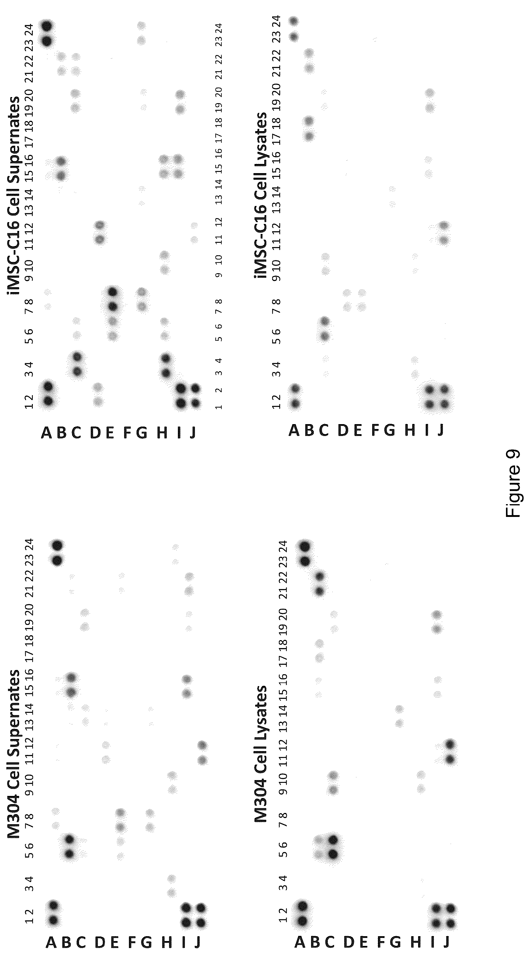 Patent US12590295 Figure 13 – Mesenchymal stromal cells as a reprogramming source for iPSC induction