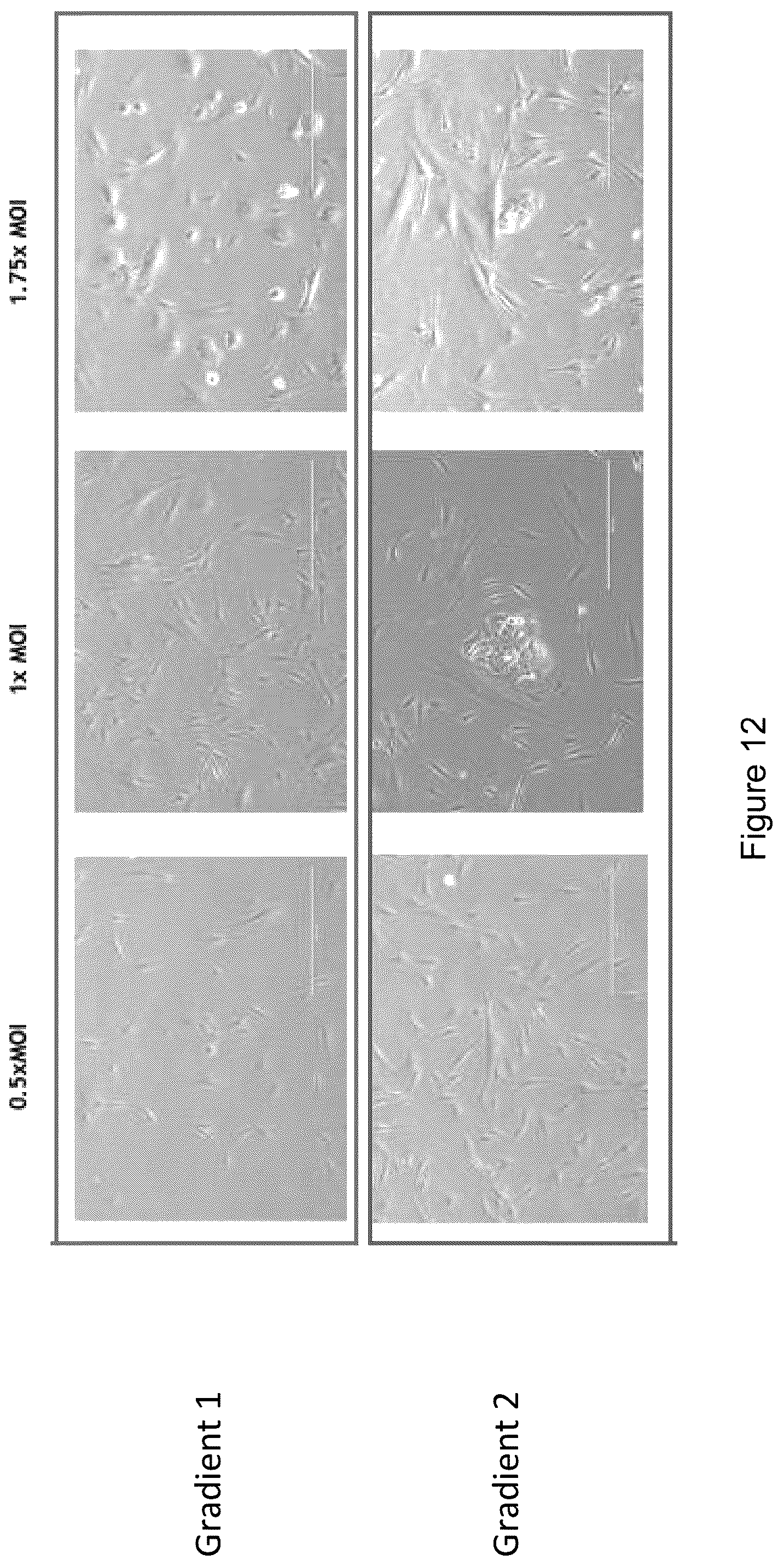 Patent US12590295 Figure 19 – Mesenchymal stromal cells as a reprogramming source for iPSC induction