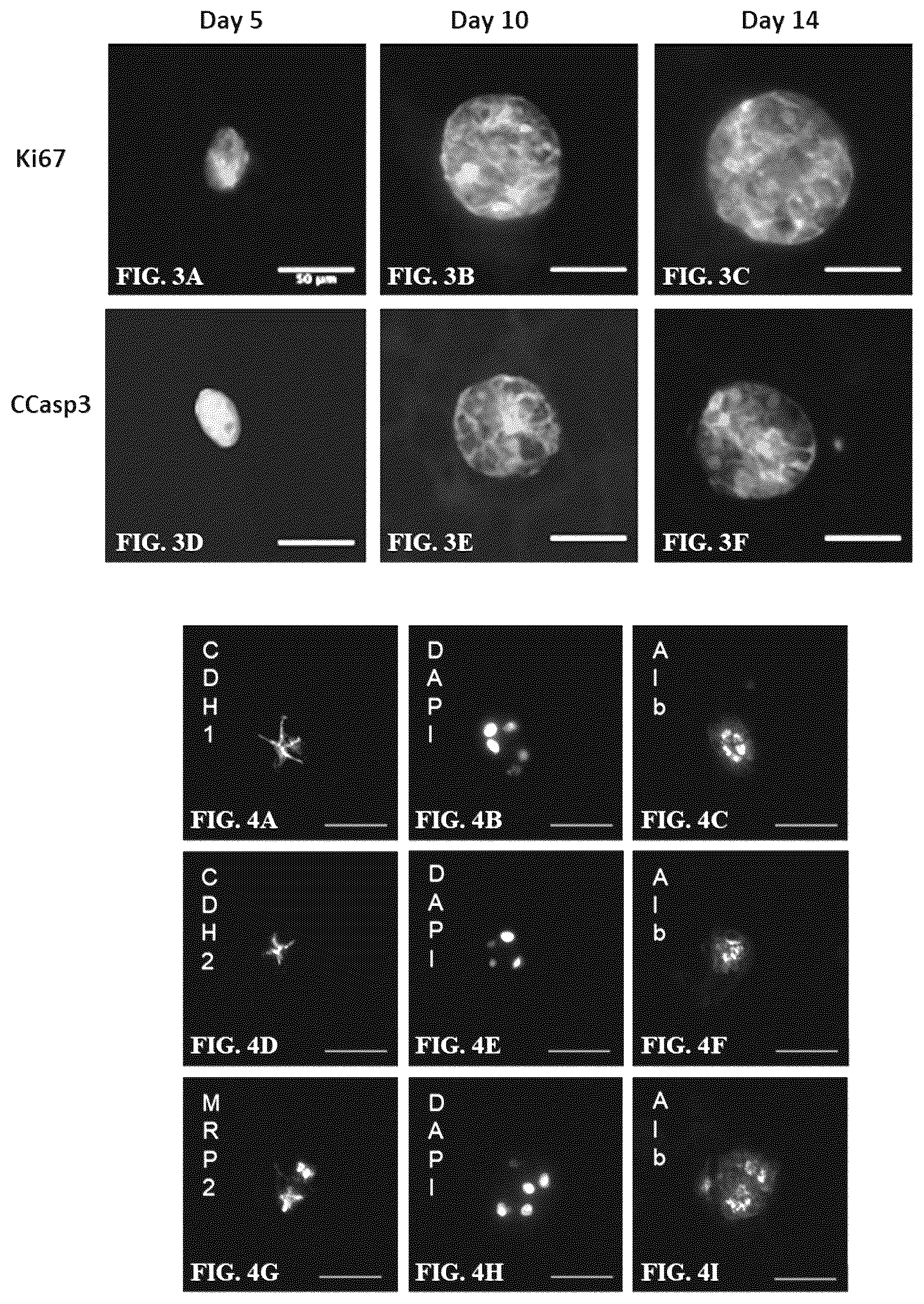 Patent US12590296 Figure 5 – Method of culturing immortalized human hepatic progenitors or cells